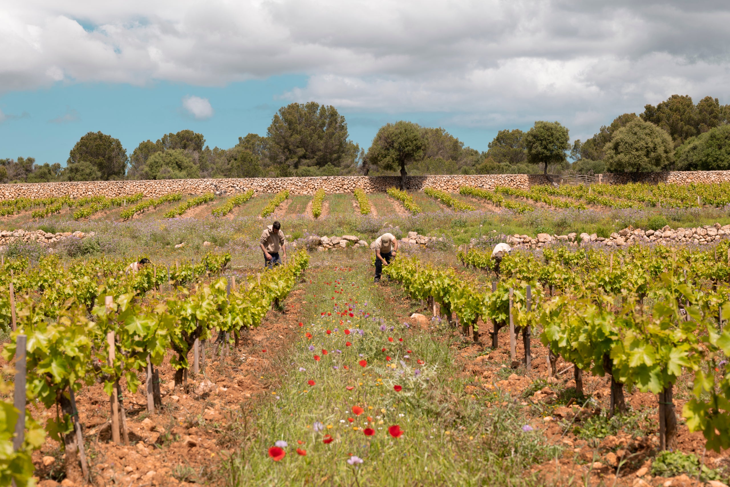Foto de les vinyes del celler Torralba / Cedida