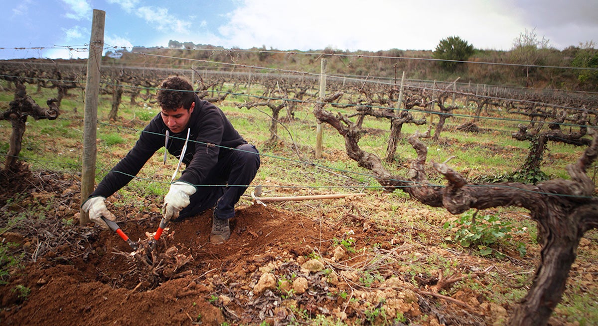 Imatge d'unes vinyes del projecte Coop-era / (Pàgina web Coop-era)