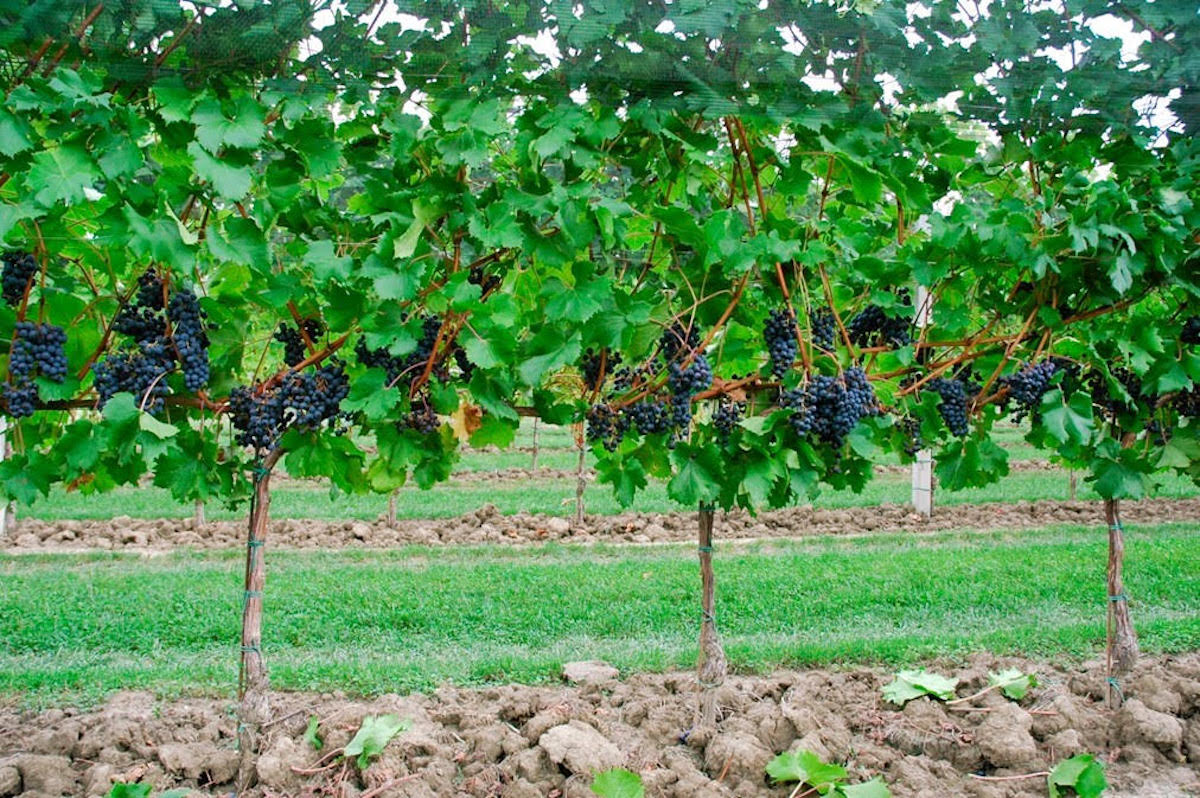 Varietat merlot khorus / Cedida