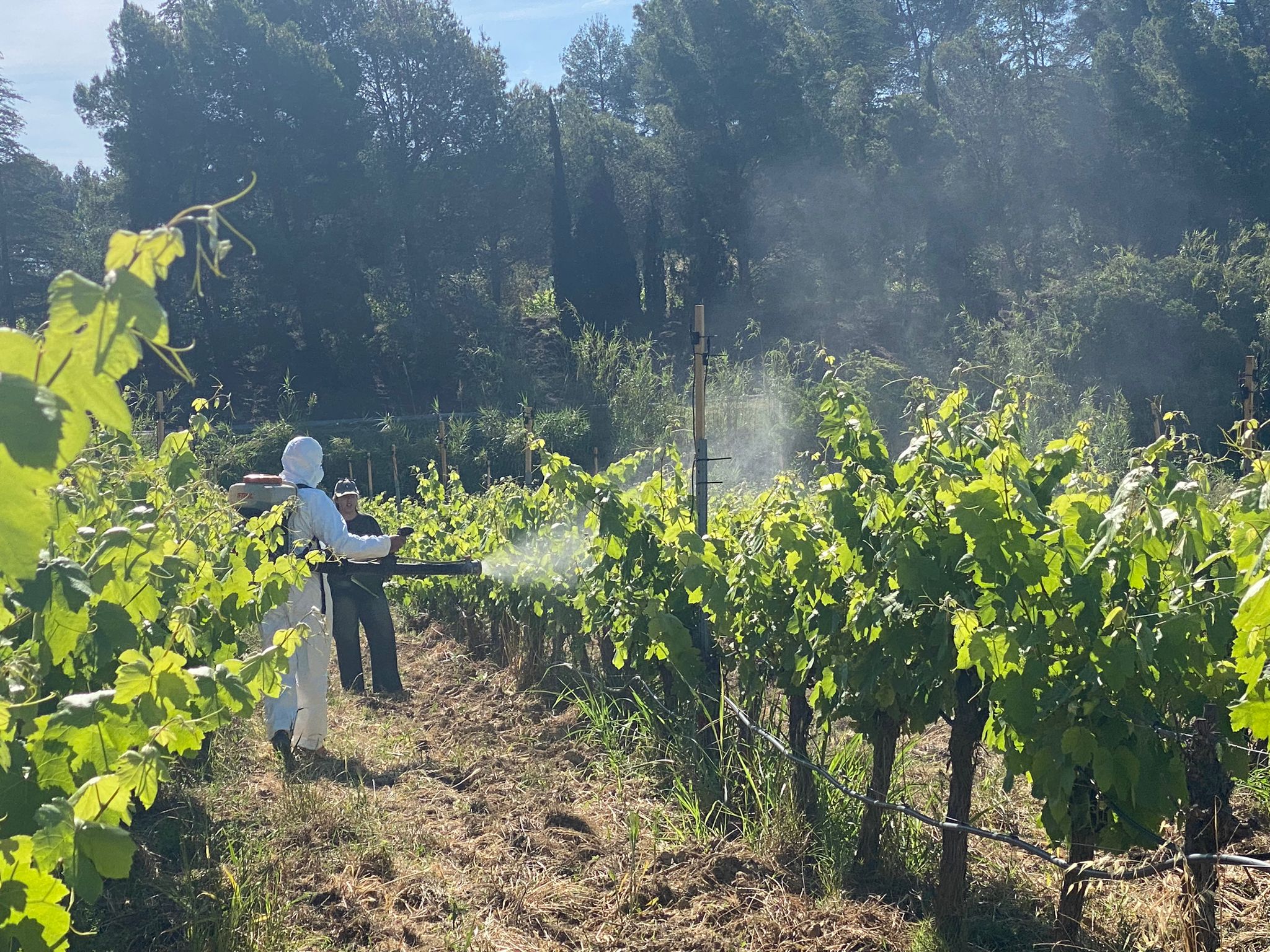 Imatge de la recerca liderada per l’INCAVI i els agents del territori per combatre el mildiu / cedida