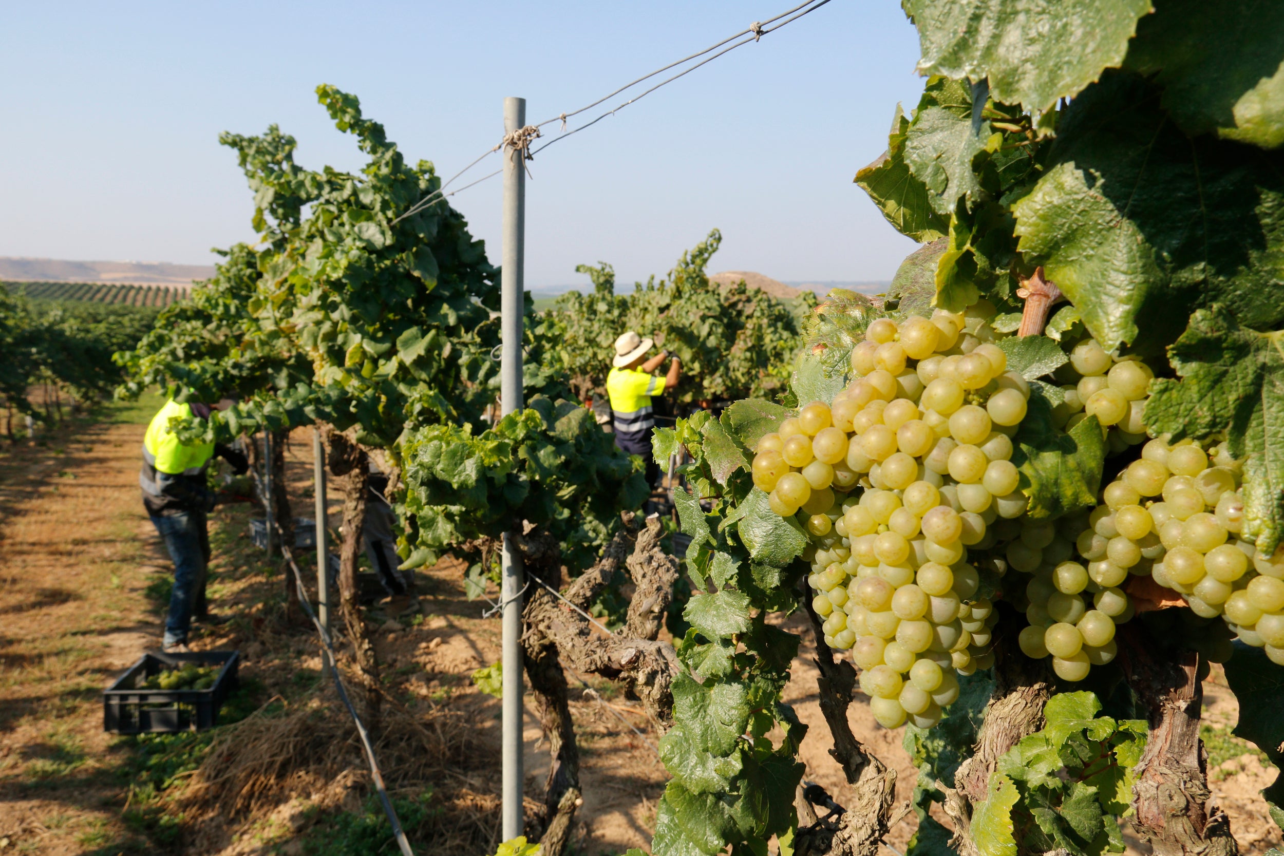 Gotims de raïm i treballadors en una finca del celler Raimat on ha començat la verema / ACN (Roger Segura)