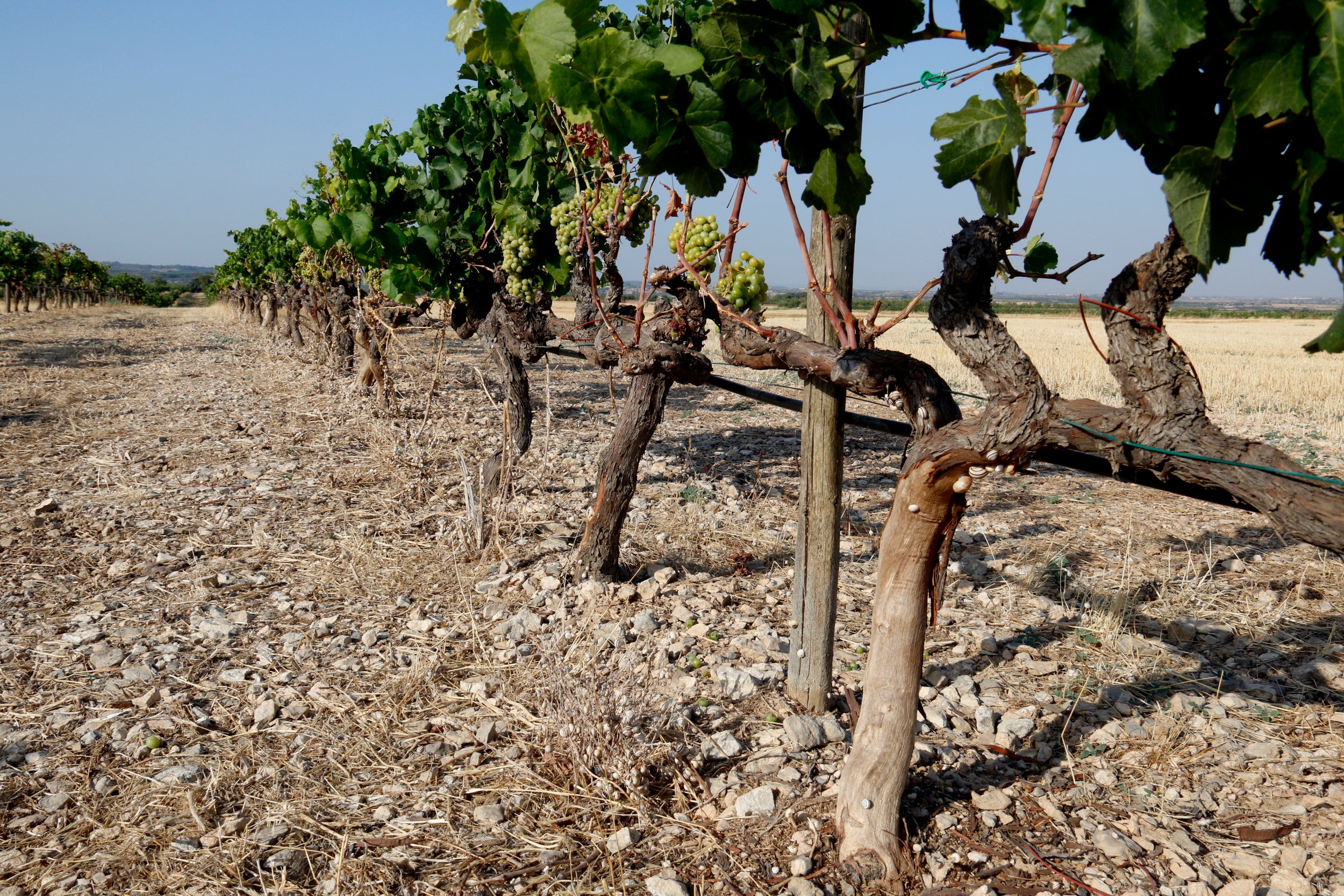 Ceps de raïm amb la base rosegada a Verdú, a l'Urgell / ACN (Roger Segura)