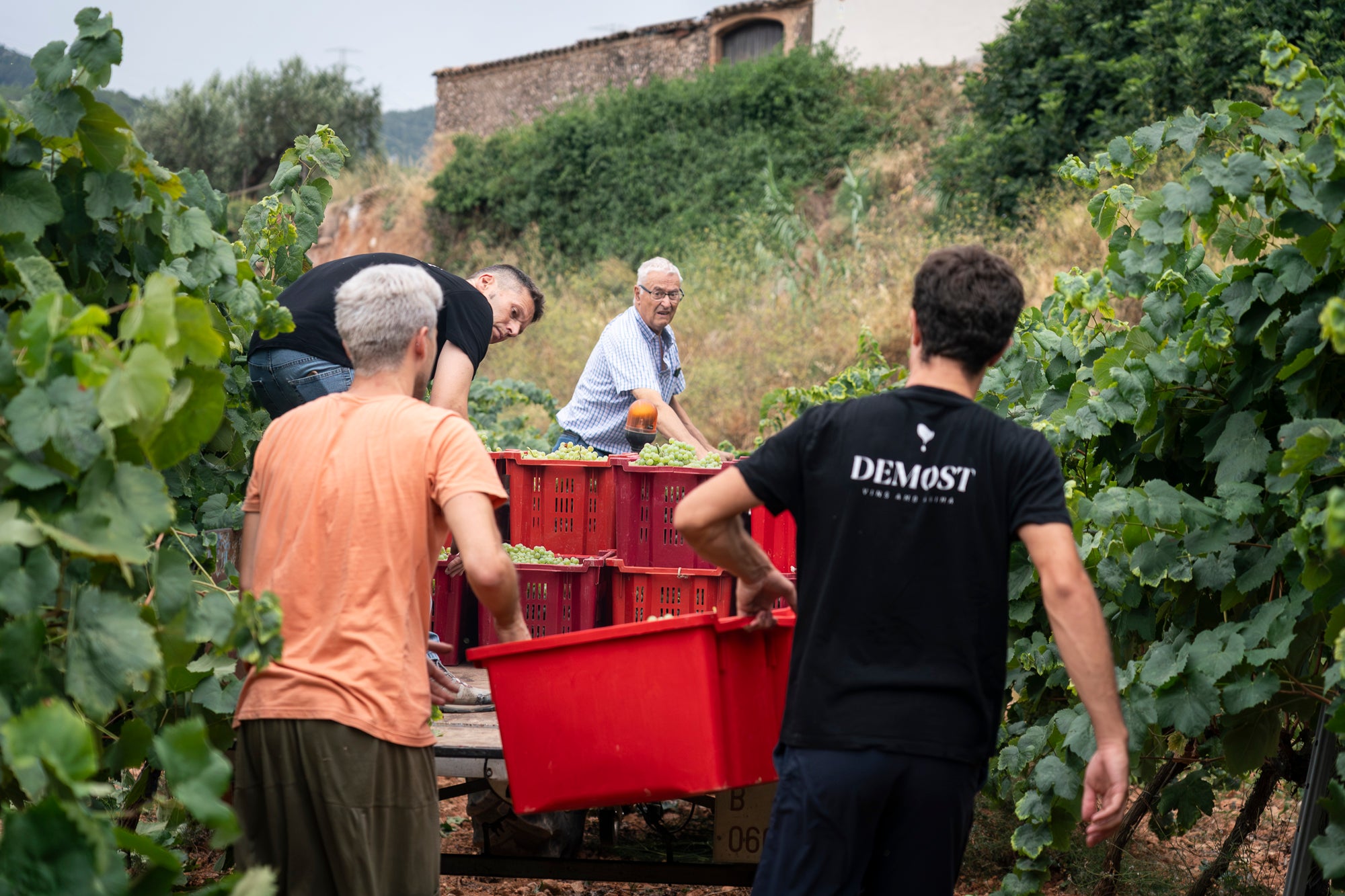 La familia Bages cargando cajas de uva de la vendimia de Demost / Mireia Comas