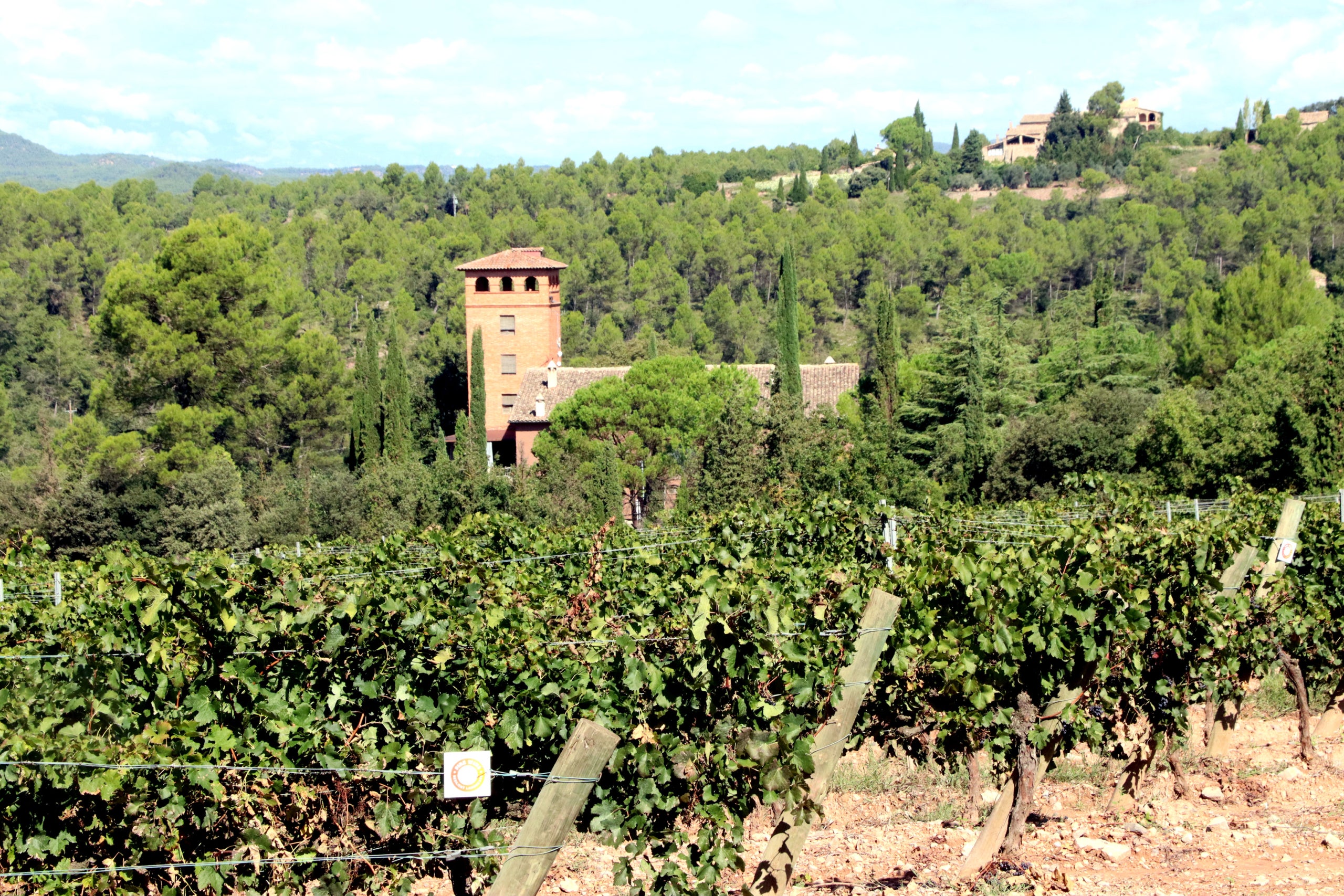 Vinyes del celler Abadal envoltades de bosc / ACN (Mar Martí)