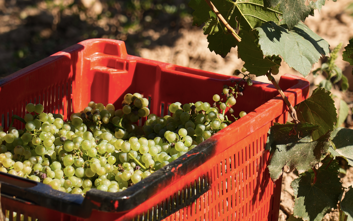 Imatge d'una caixa de raïm de la verema 2025 al celler Les Acàcies / Mireia Vilalta