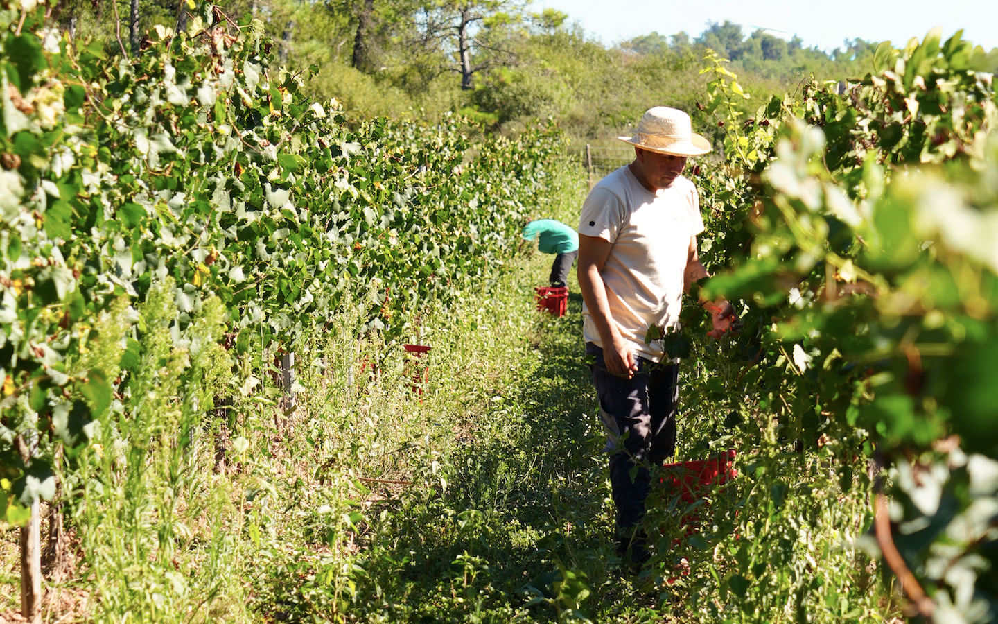 Imatge de la verema 2025 al celler Les Acàcies / Mireia Vilalta