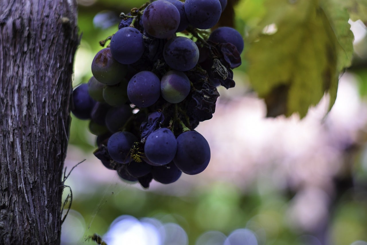Un racimo de uvas / Cedida