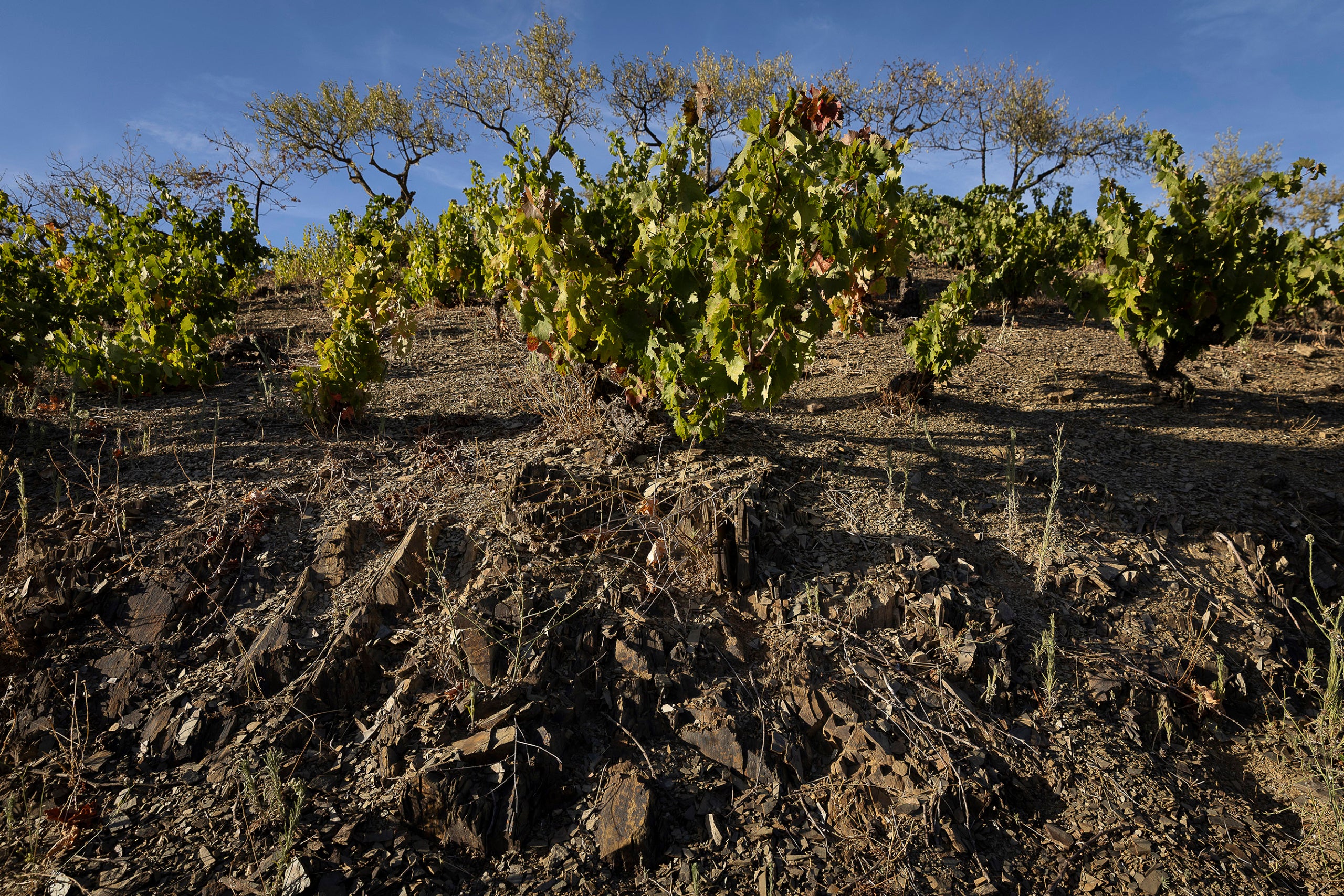 Viñedos en el Priorat.
25.09.2025, Porrera

foto: Jordi Play