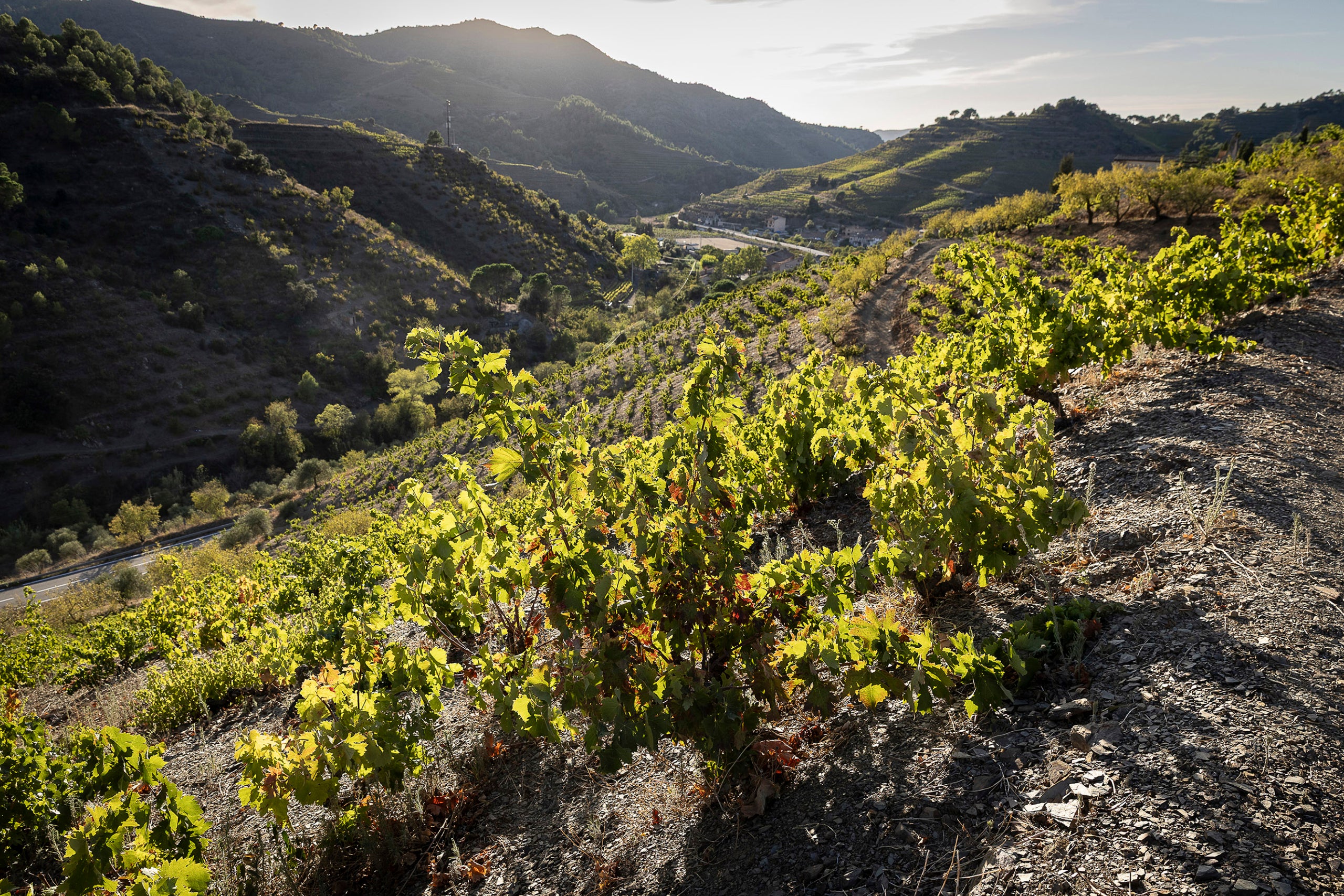 licorella, terrer, terroir,