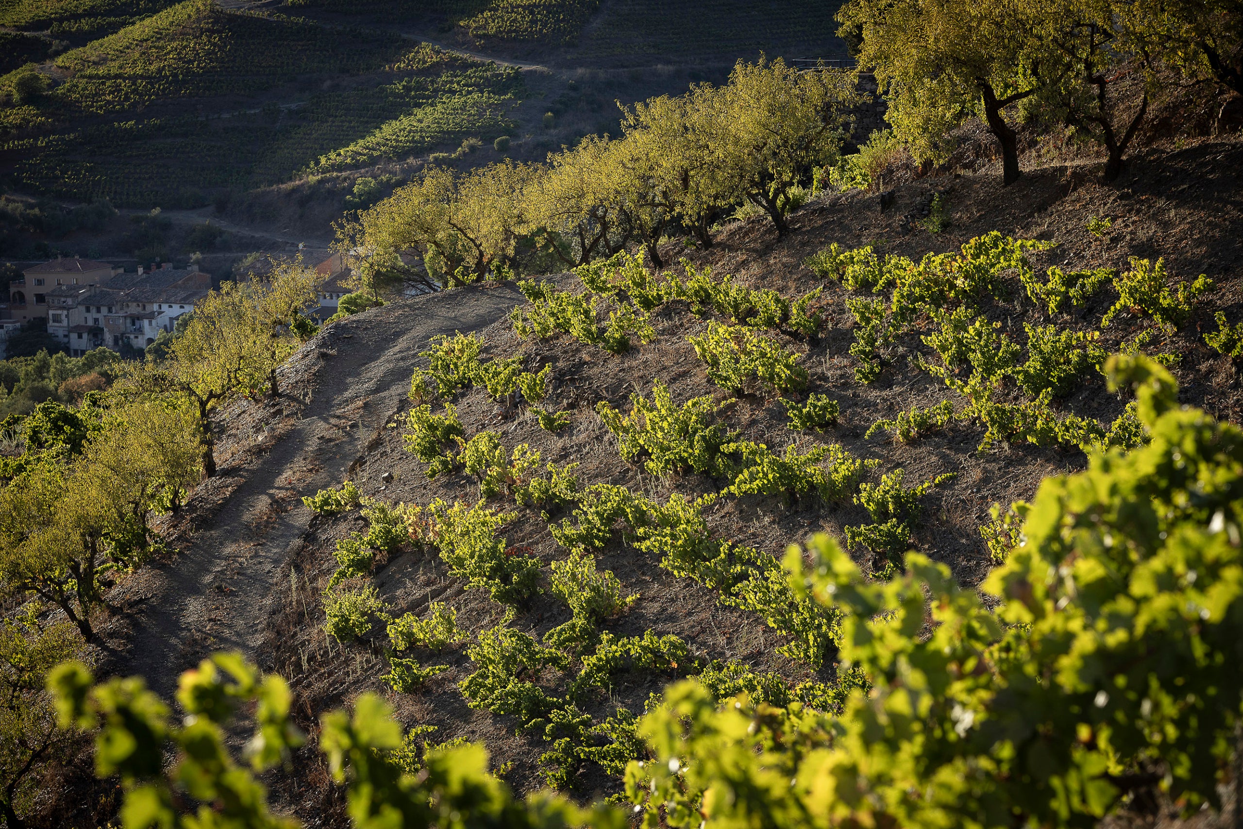 Vinyes al Priorat.
25.09.2025, Porrera

foto: Jordi Play