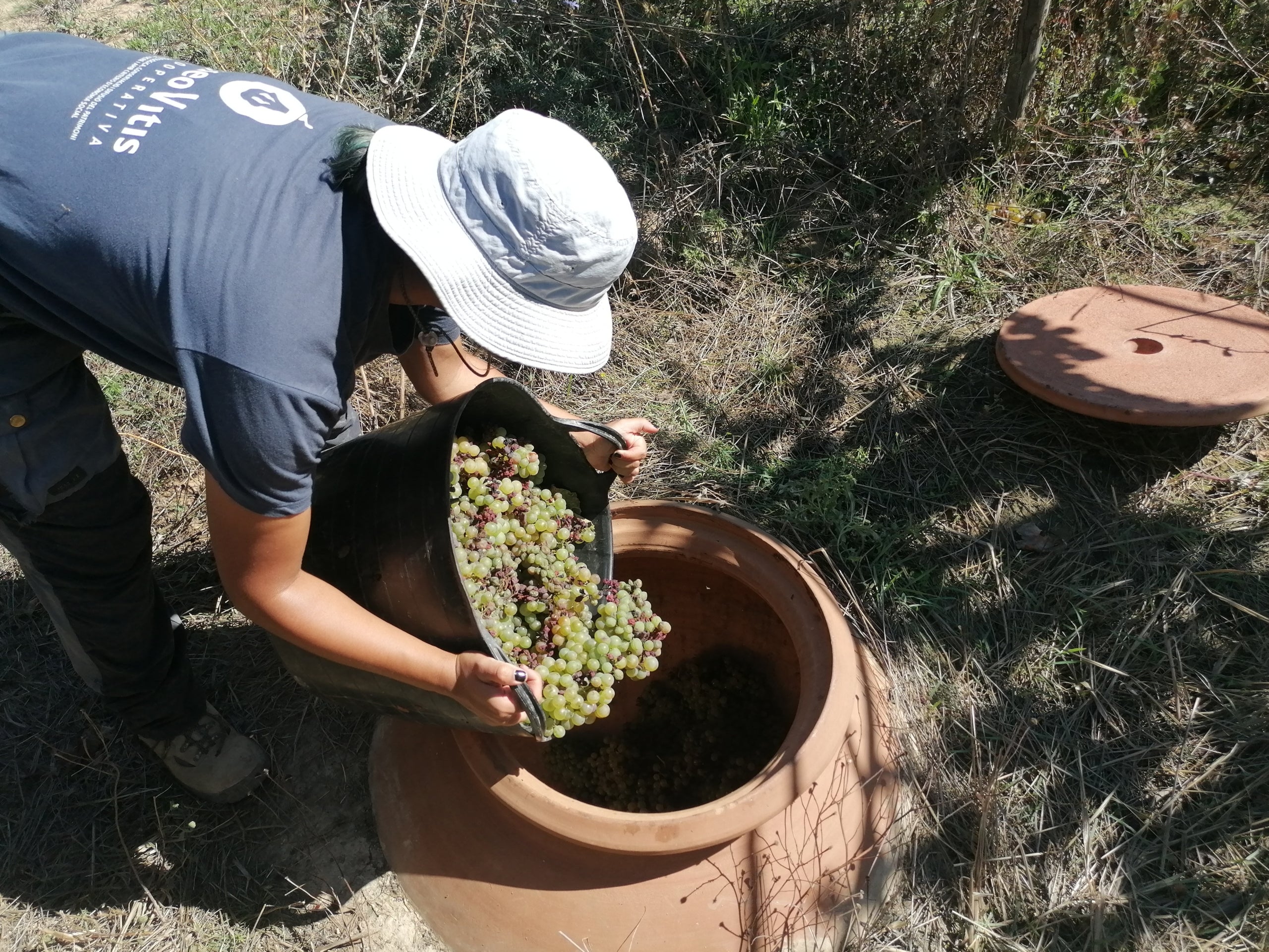 Imatge de com es prepara un vi fet a l'antiga com el Judes Macabeu / Cedida