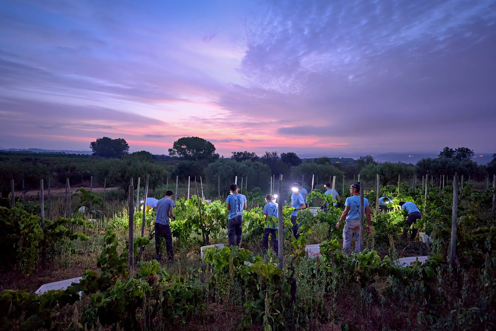 Imagen de la vendimia de 2025 de Recaredo, en el Penedés / Cedida