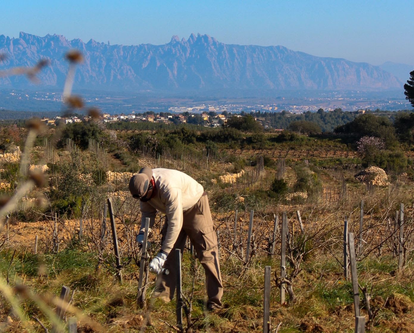 La vendimia de 2025 de Recaredo, en el Penedés / Cedida