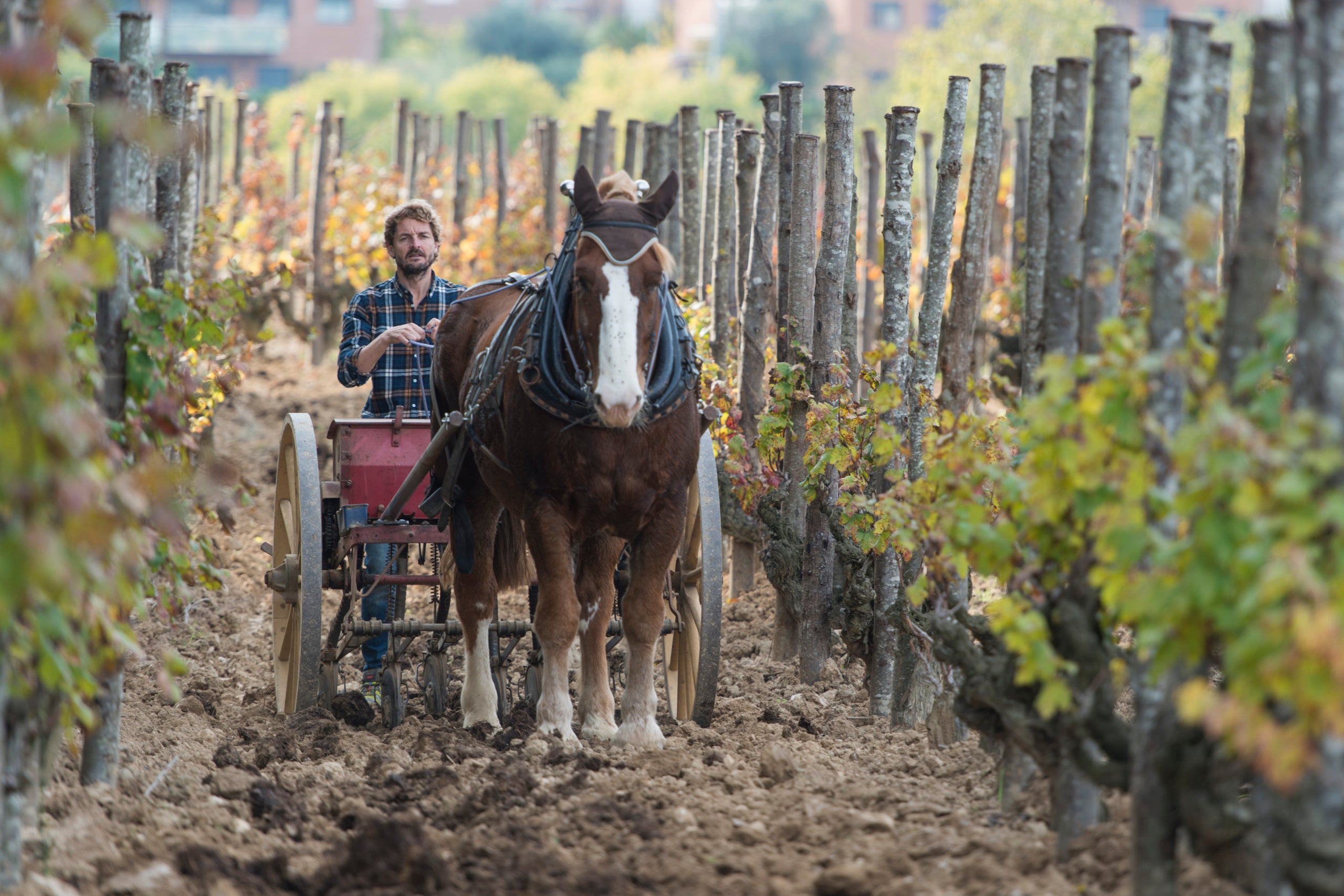 Pepe Raventós, propietario de Raventós i Blanc con el caballo que trabaja las viñas en la bodega / Cedida