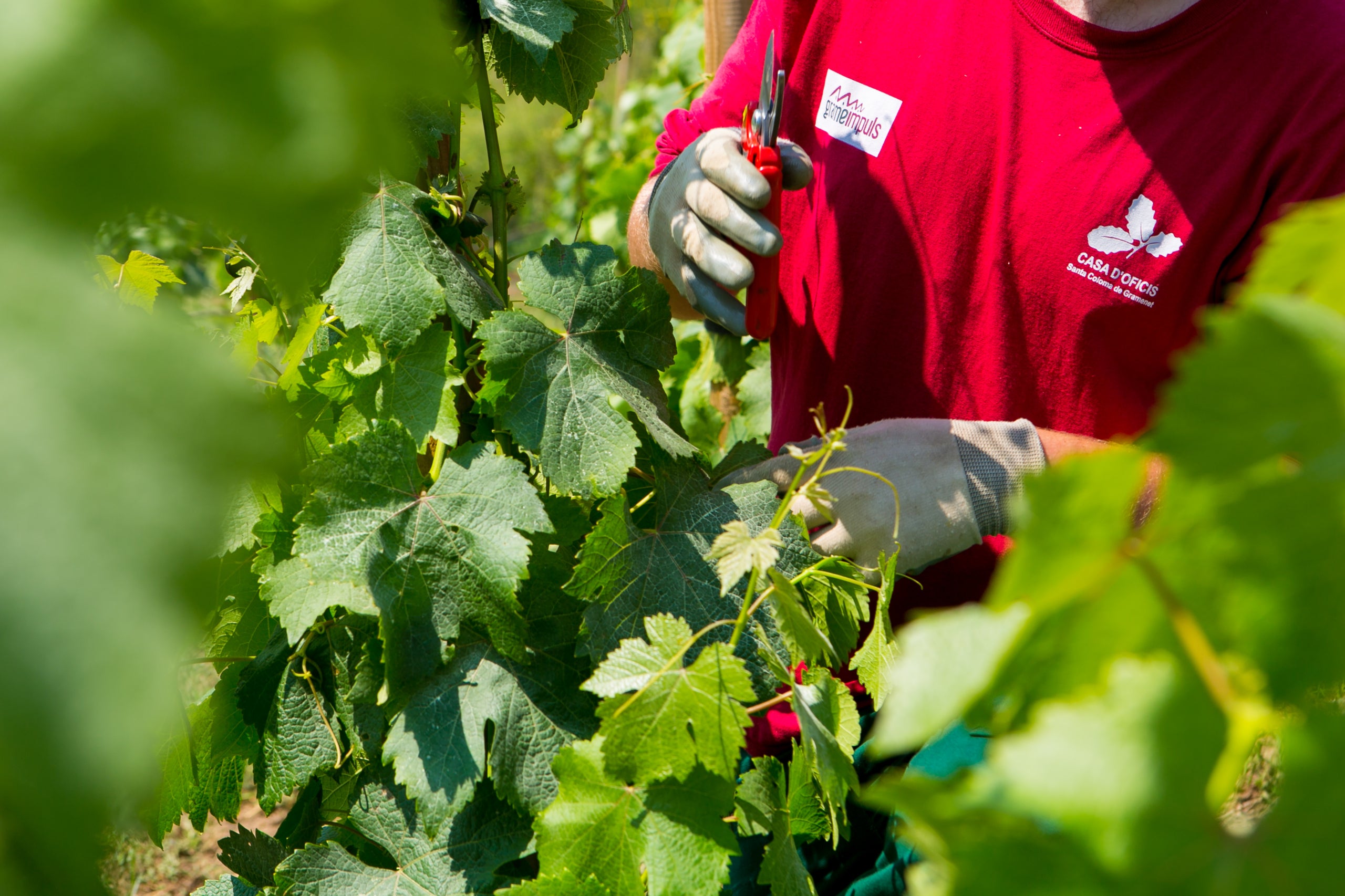 Santa Coloma de Gramenet que rep el premi Vinari Agbar al millor projecte de recuperació de vinya amb la iniciativa Grameimpuls / Cedida