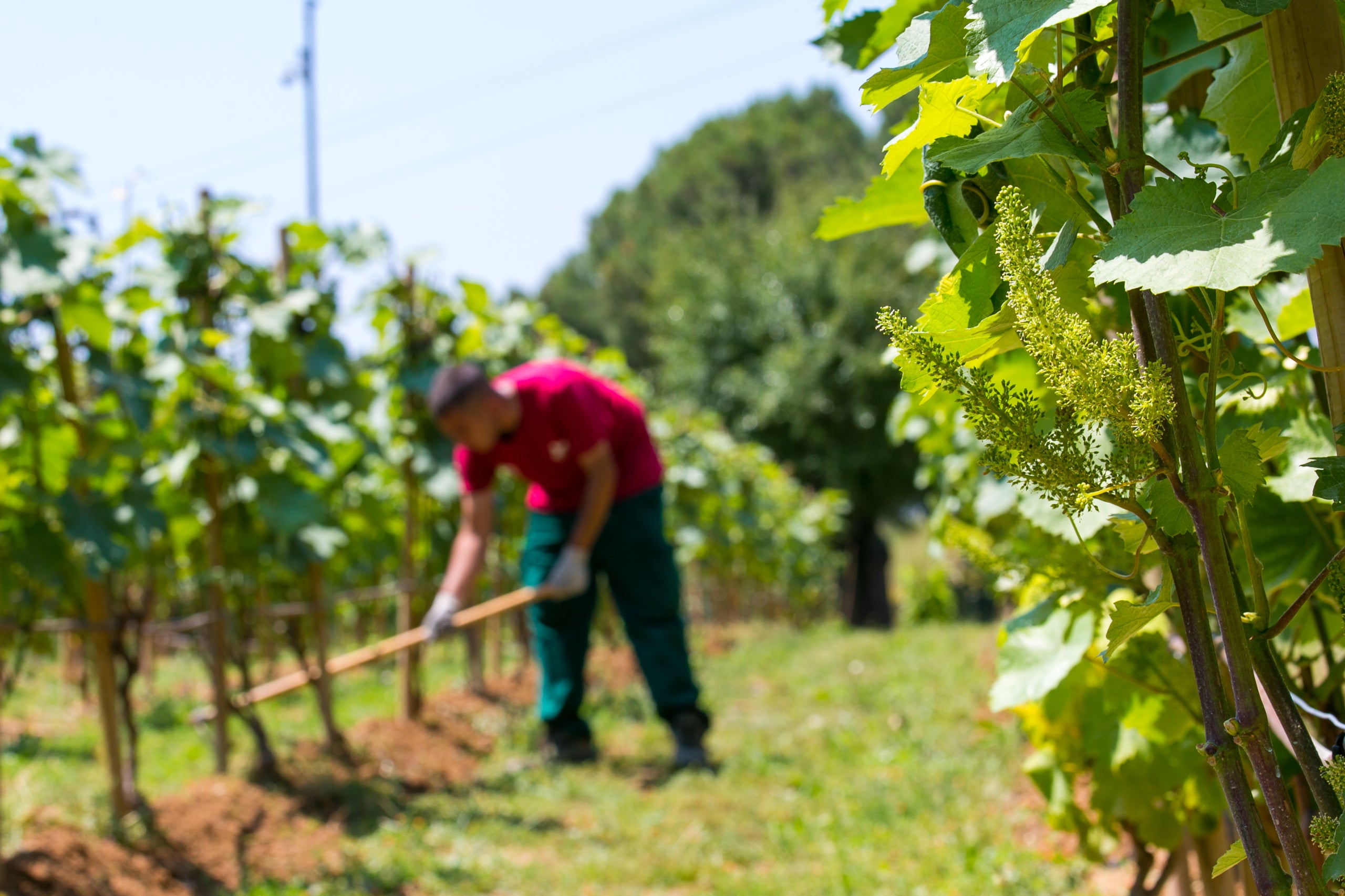 Grameimpuls, el projecte de Santa Coloma de Gramenet que rep el premi Vinari Agbar al millor projecte de recuperació de vinya / Cedida