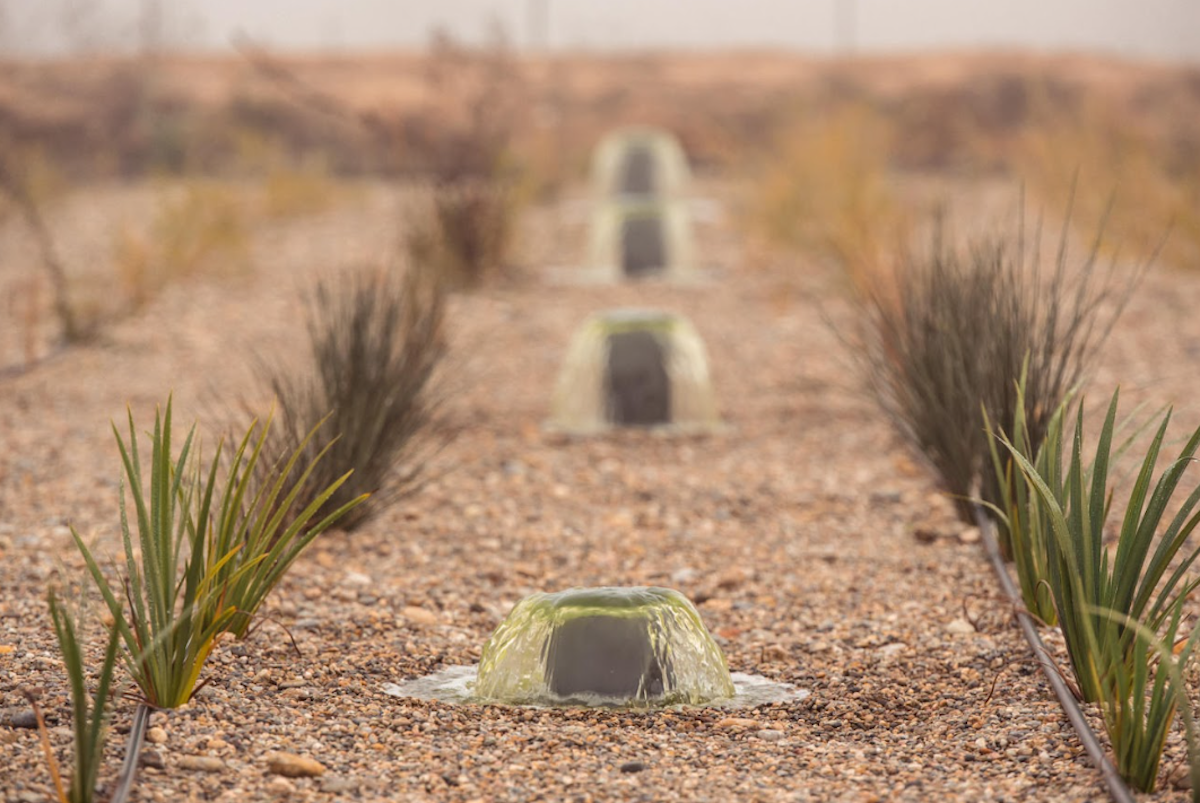 Detall de la depuradora natural de Raimat / Cedida