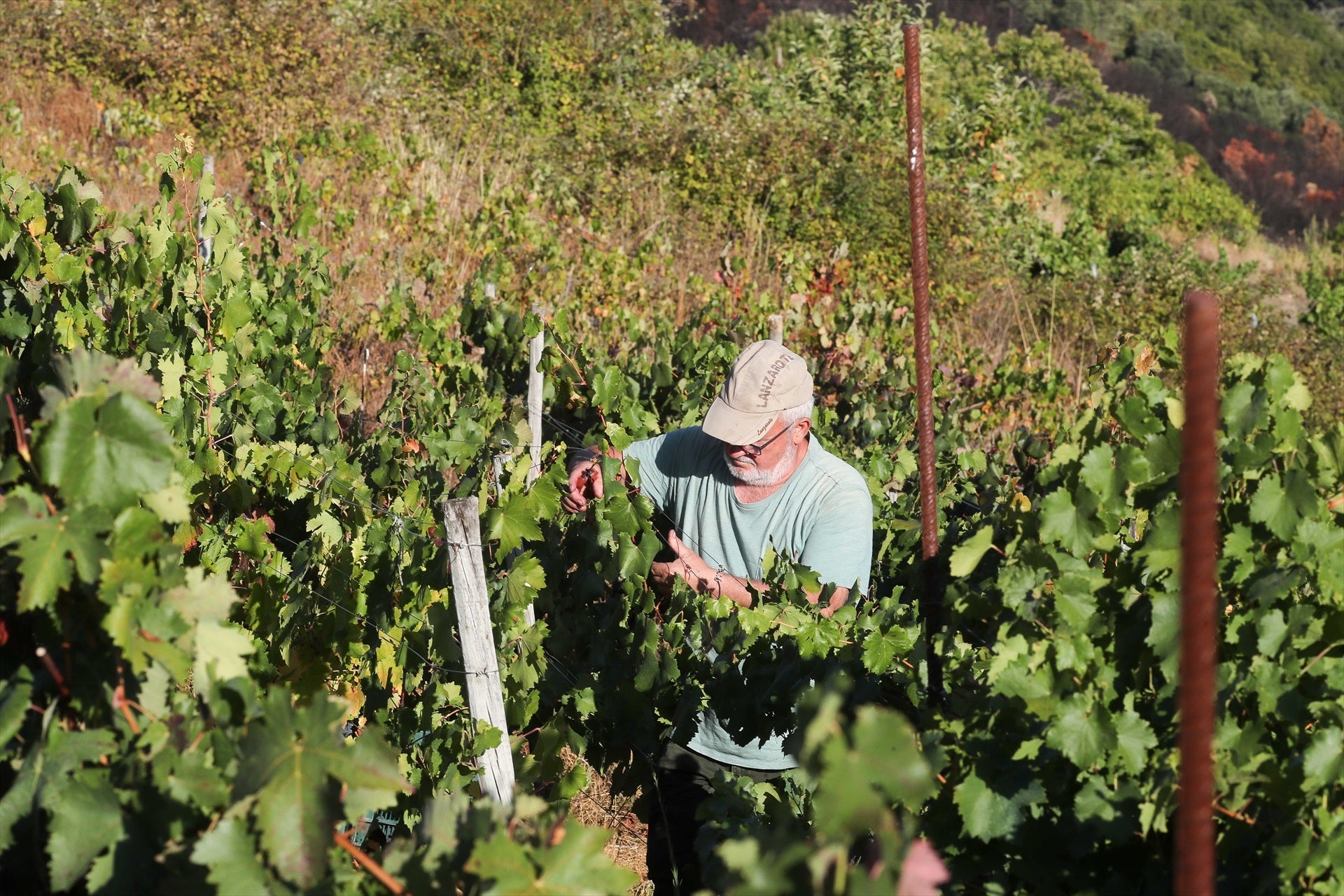 Un home recollint raïm durant la verema a Trasmonte de Salvadur (Galícia) / Europa Press