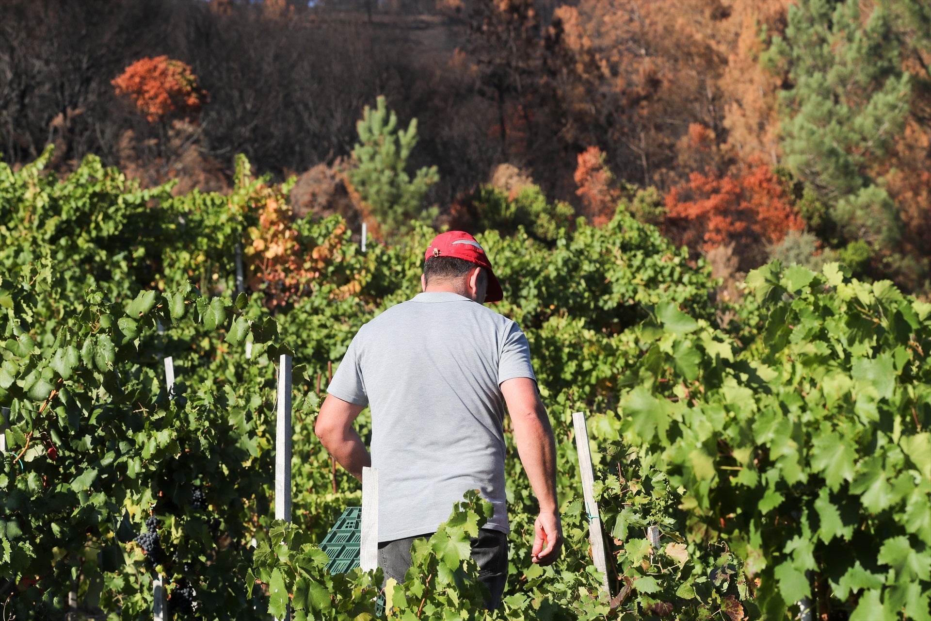 Un home durant la verema a Trasmonte de Salvadur (Galícia) / Europa Press