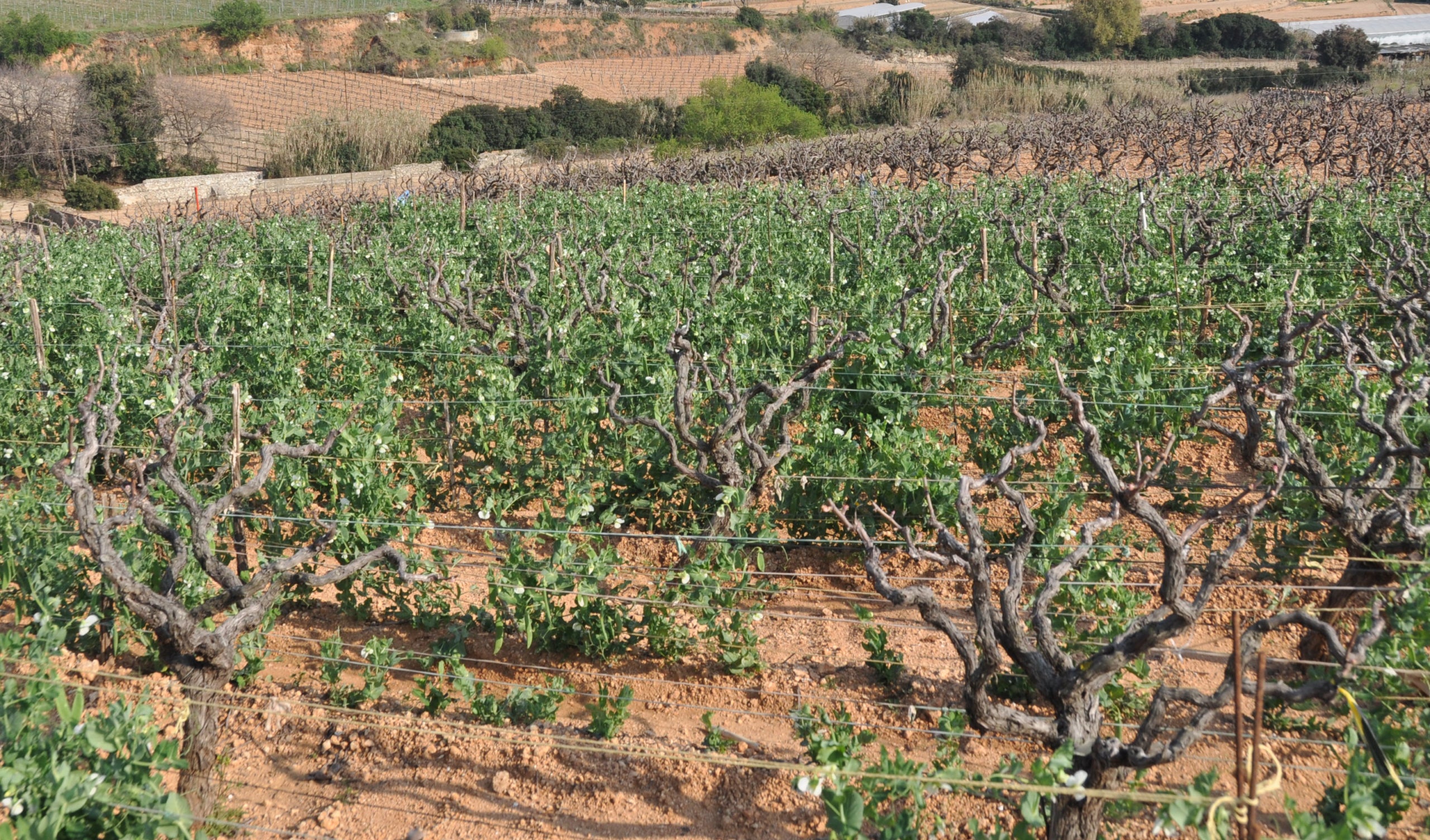 Un cultiu de pèsols entre ceps de la Peça d’en Blanch (Vall de Rials, Alella) / Cedida