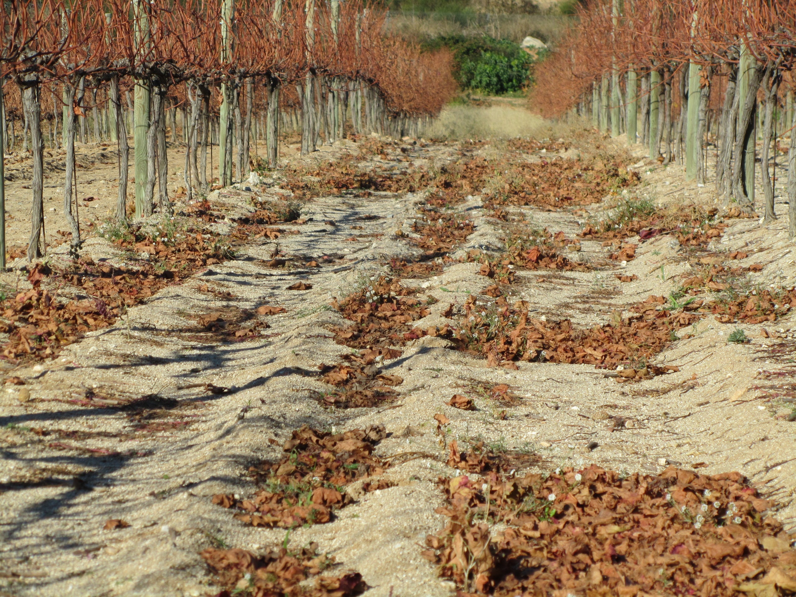 Imatge d'un terra de Sauló / Cedida