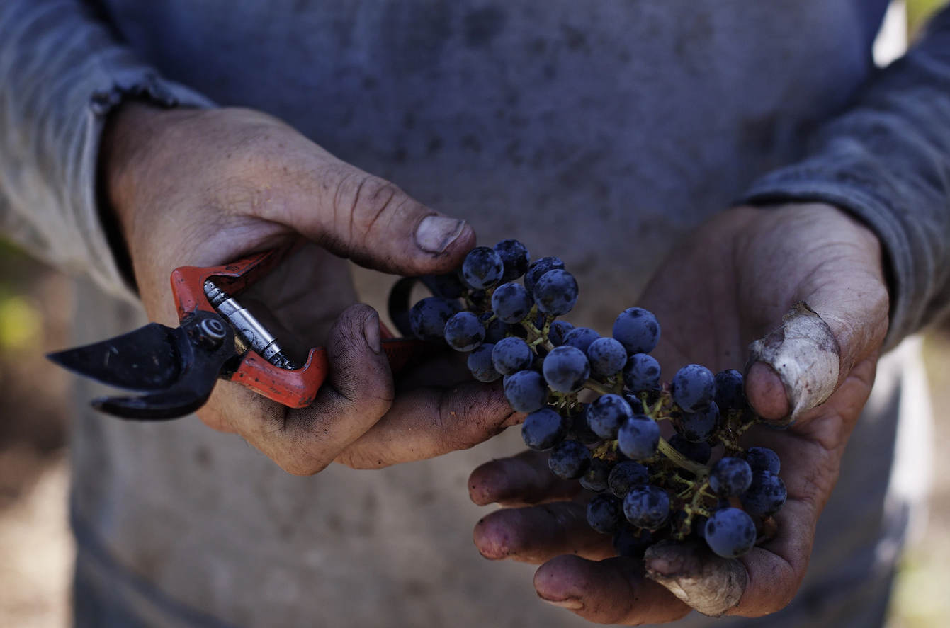 Imagen de un racimo de uva de la variedad autóctona catalana sumoll / Cedida (página web Celler Pardas)