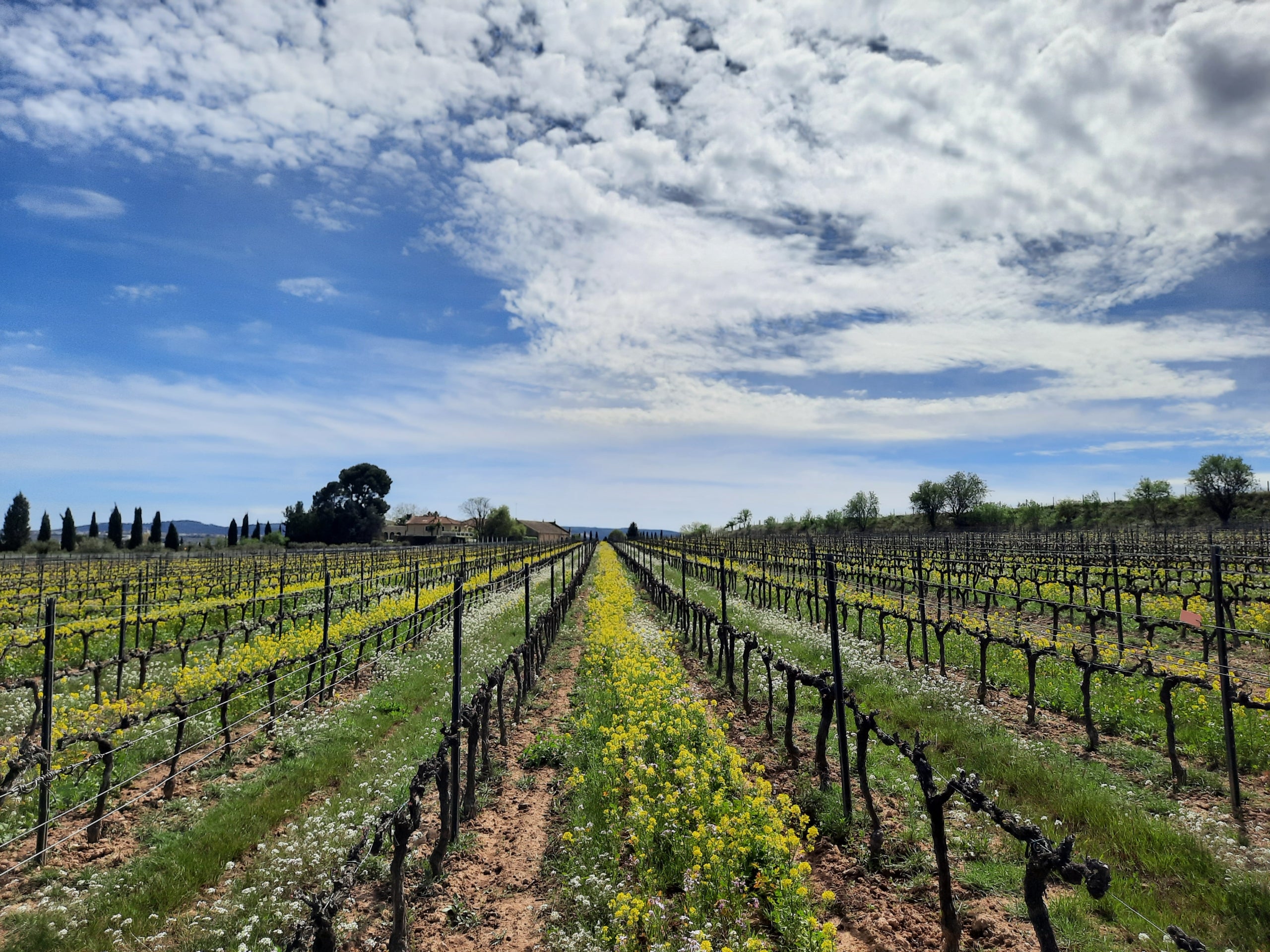 Cobertes vegetals entre les vinyes de Les Abelles, finca de Família Torres / Cedida