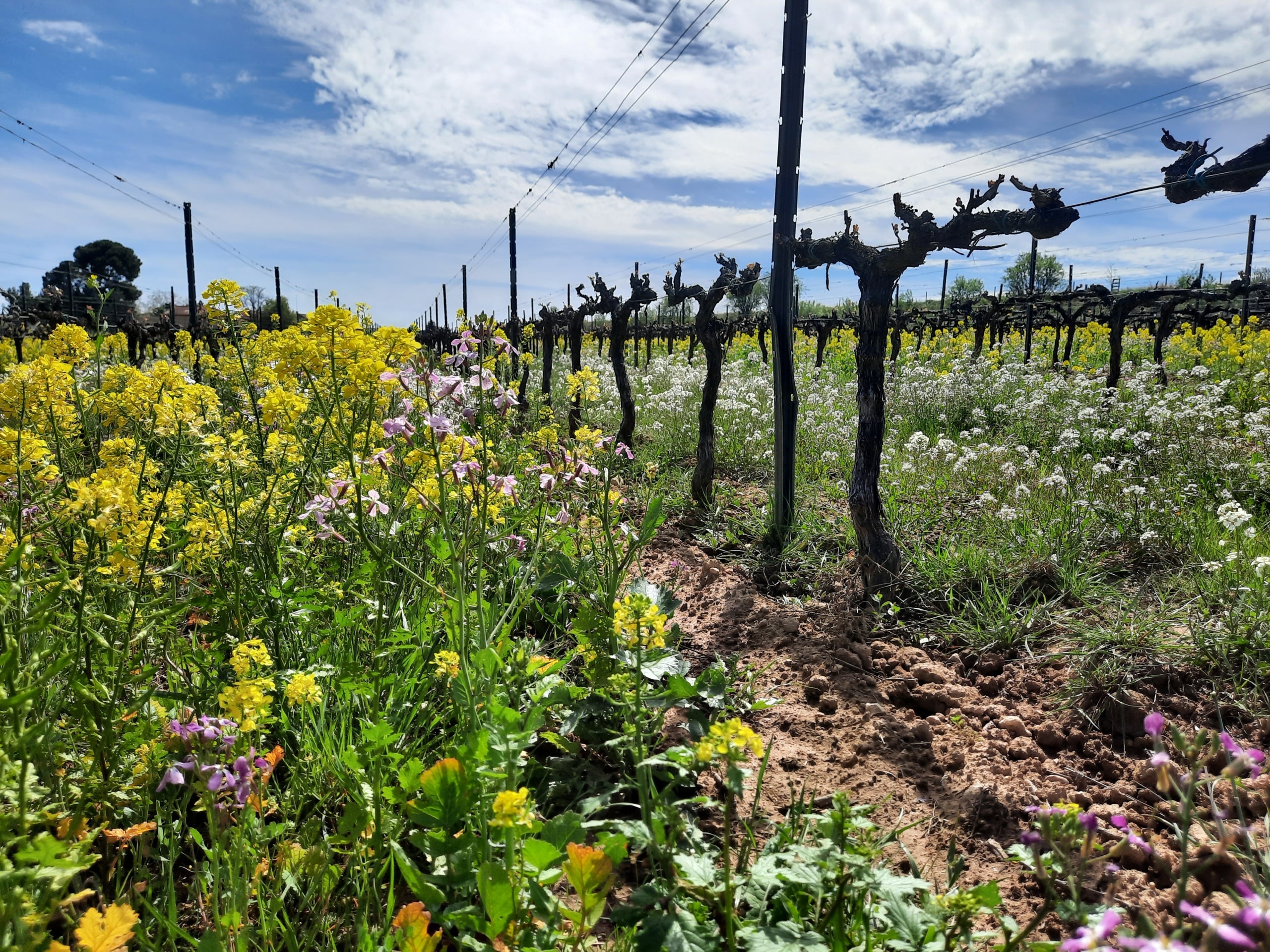 Pla detall de les cobertes vegetals entre les vinyes de Les Abelles, finca de Família Torres / Cedida