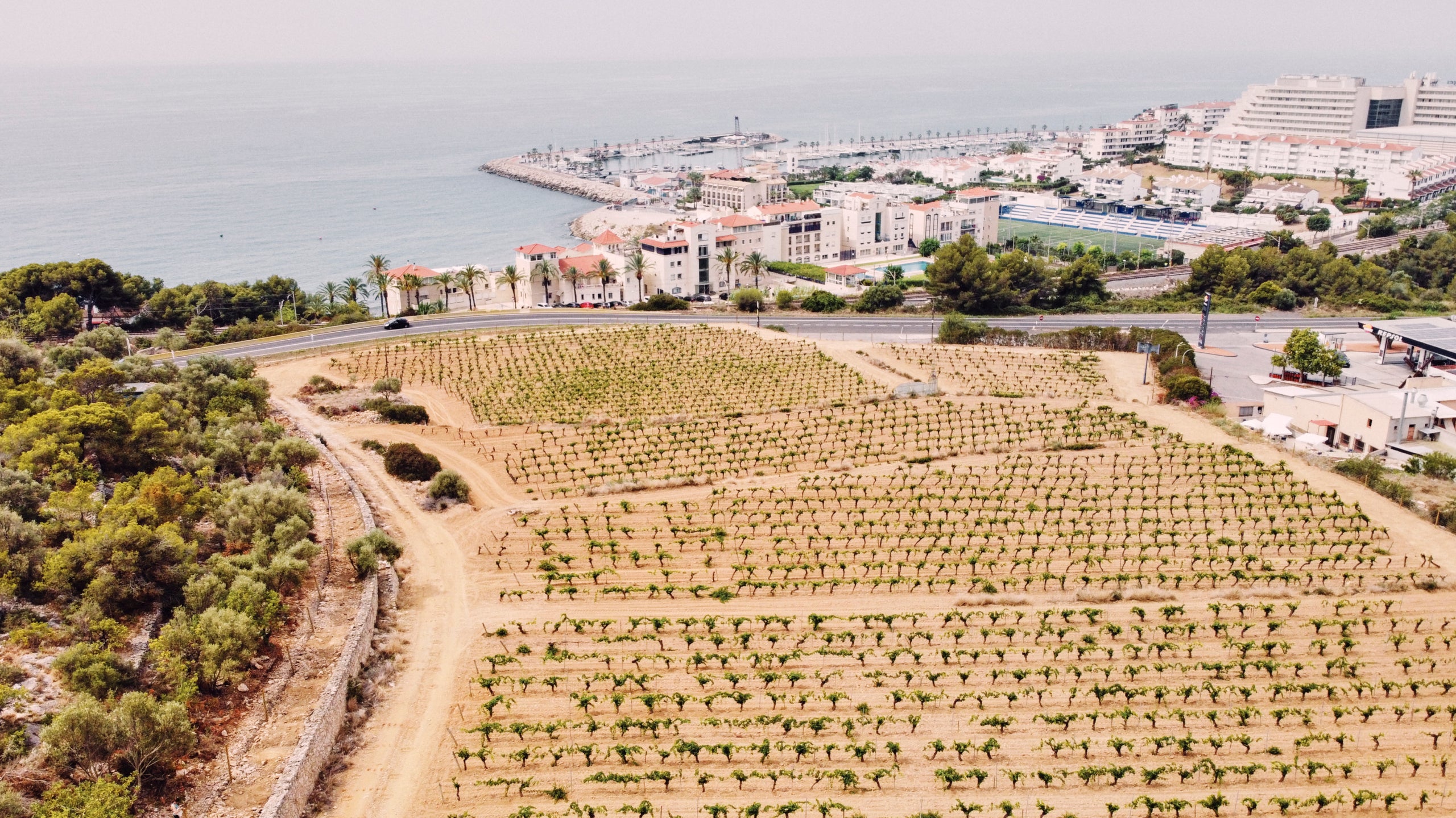 Imatge aèria de vinyes de Malvasia de Sitges del celler Hospital de Sitges /  Cedida