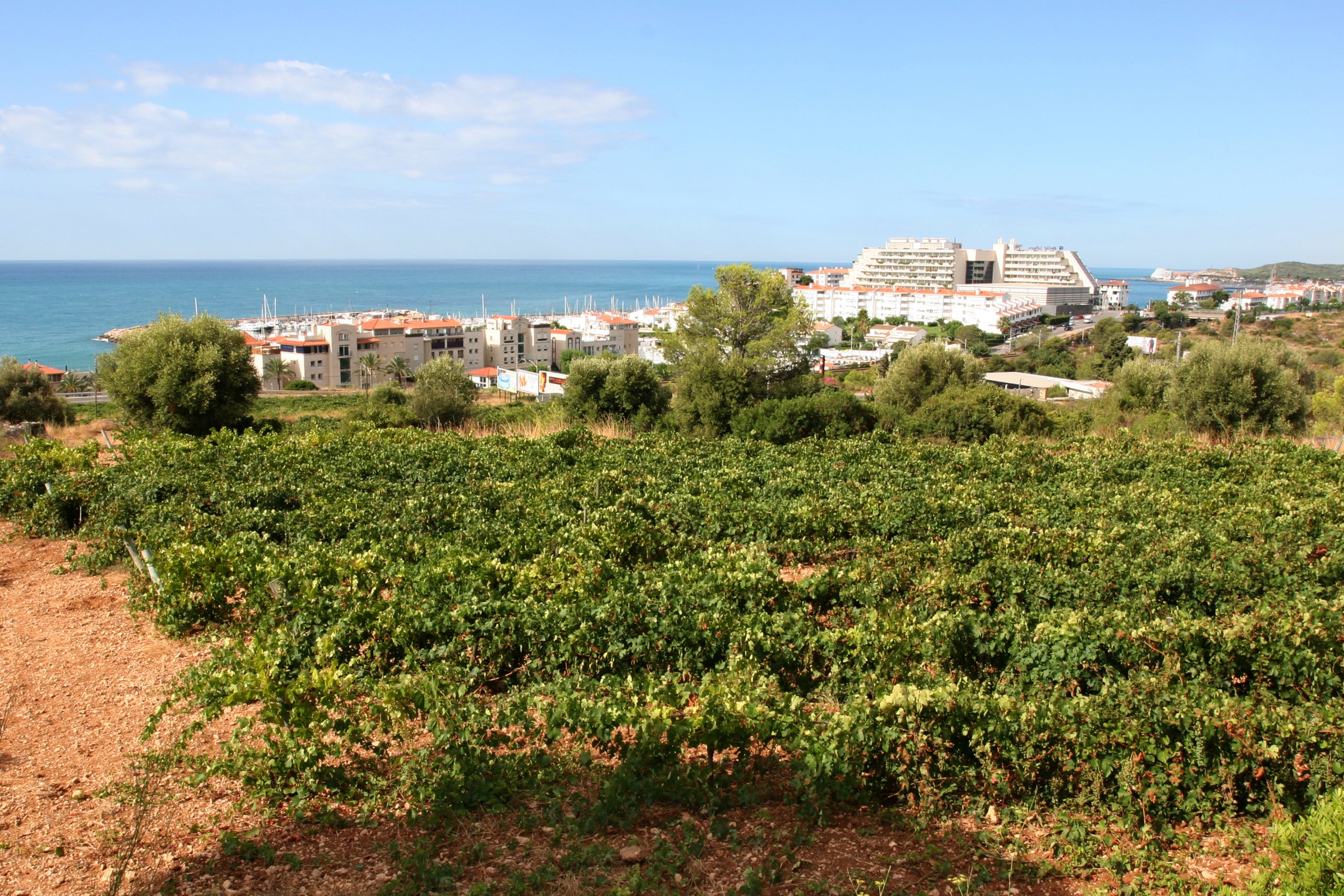 Imatge d'algunes vinyes de Malvasia de Sitges / cedida