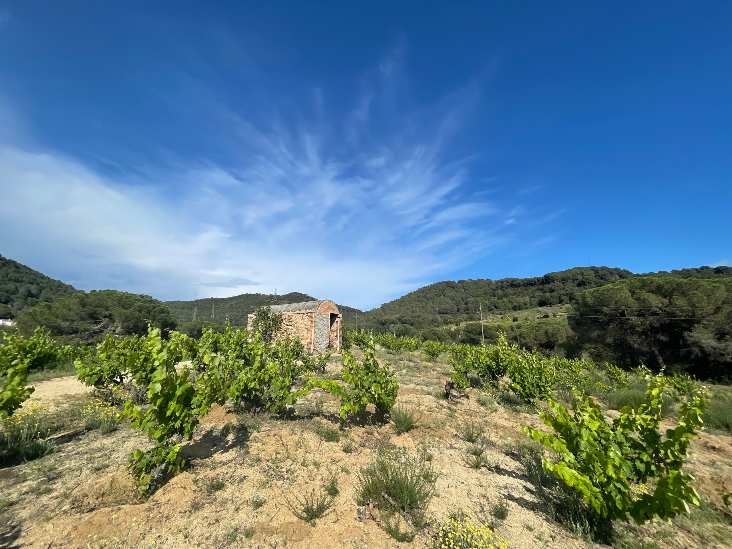 Les vinyes de Santa Maria de Martorelles que gestiona l’Artesà del Temps / O.P.