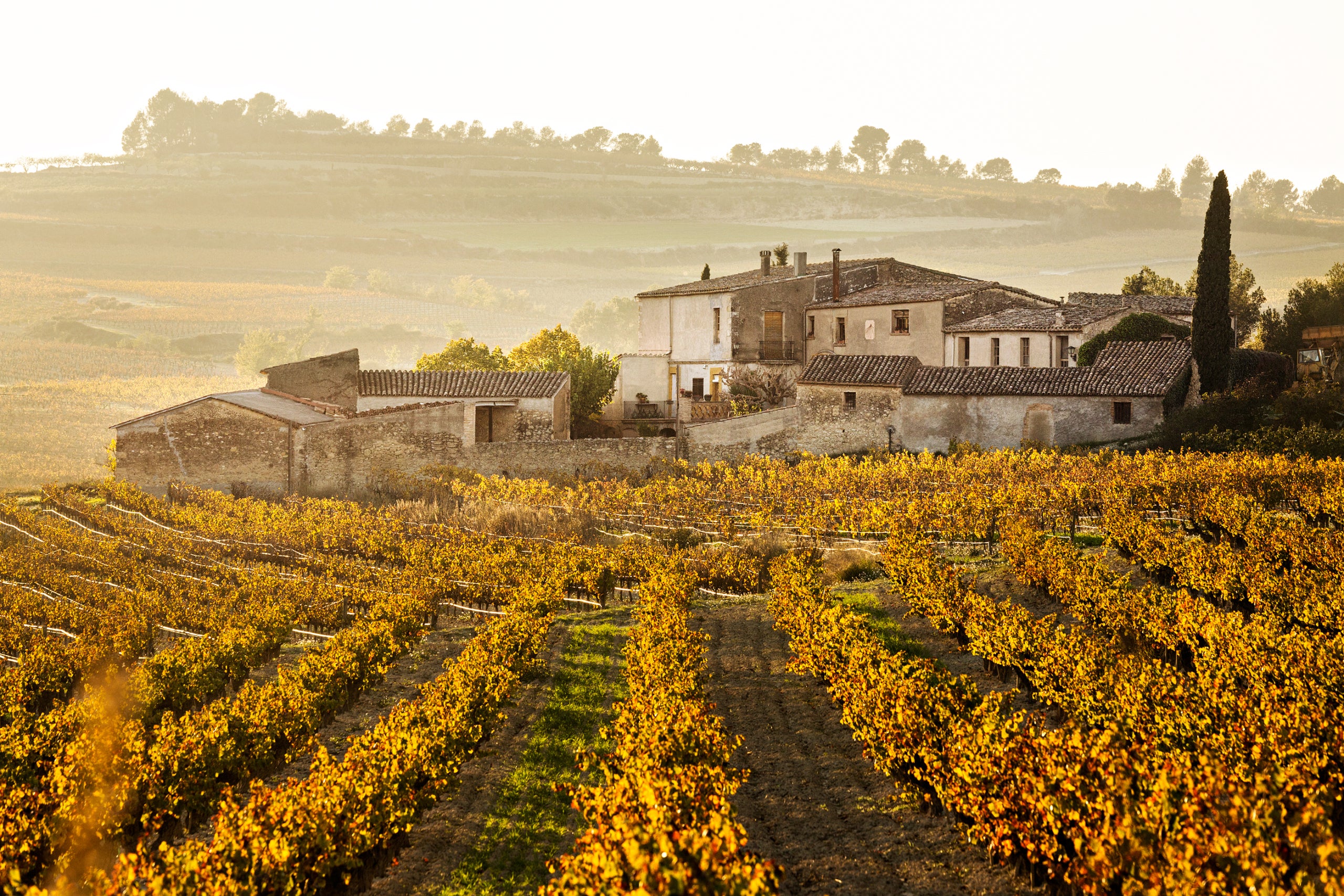 Imatge d'una de les parcel·les del celler Vins el Cep / Cedida