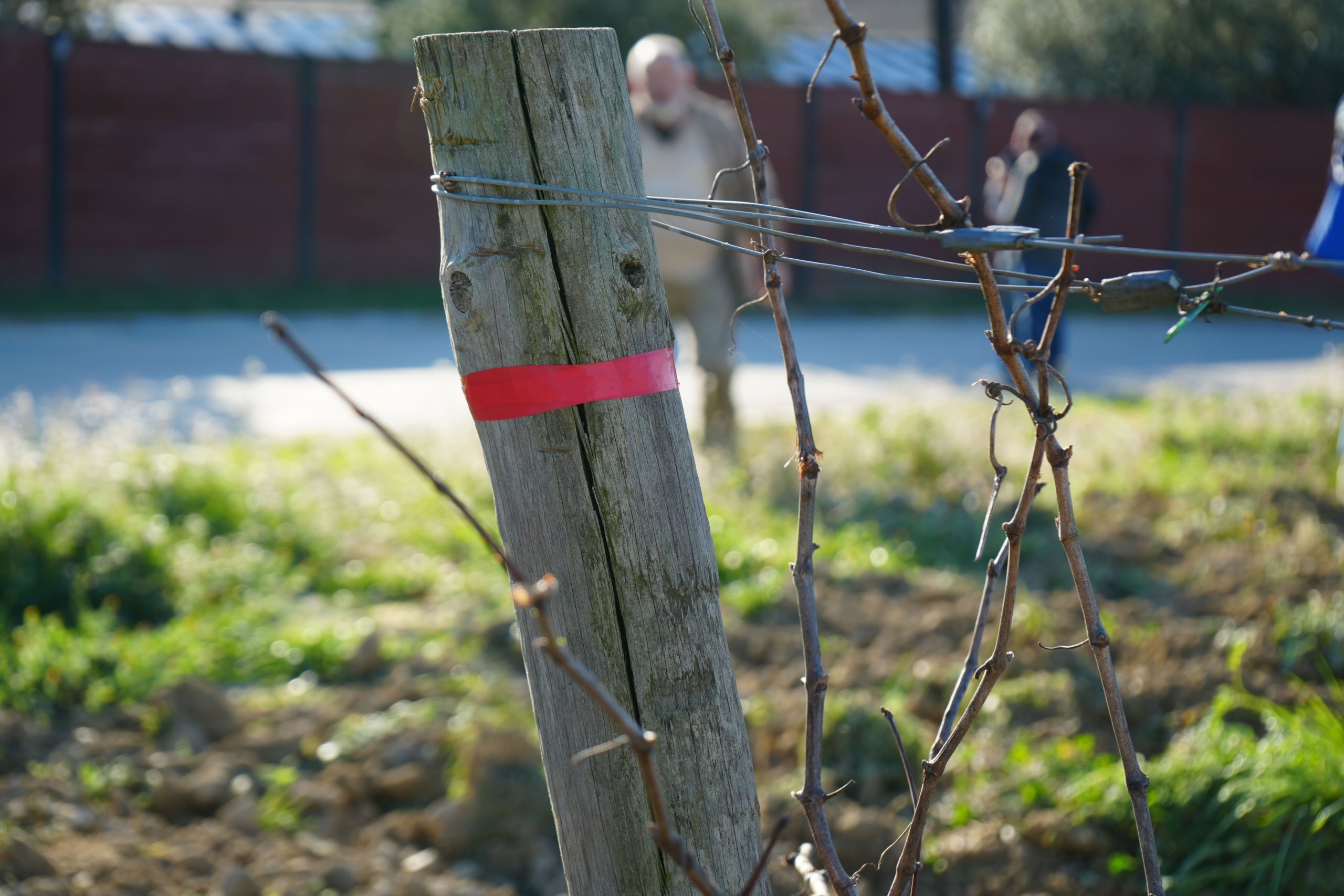 Una de les vinyes marcades que forma part del projecte MANSO (MAneig del SÒl i vinya per a la lluita contra la sequera) / Cedida