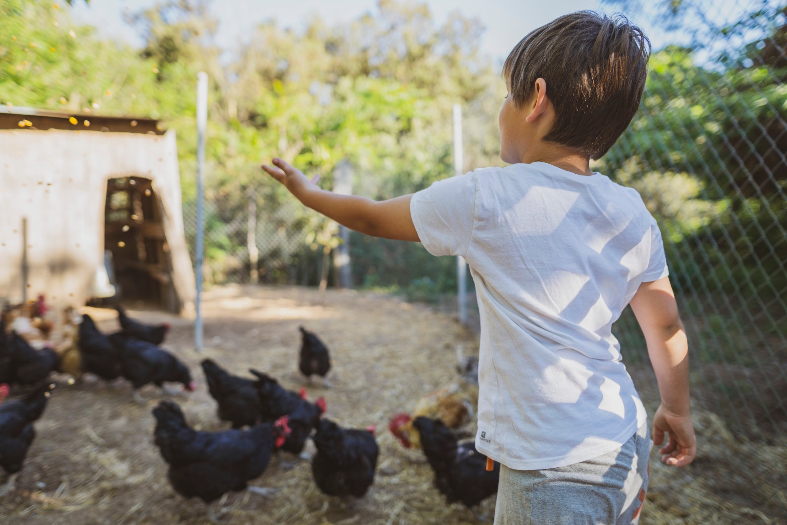 Niño dando de comer al Gallo negro / Pedro Valero (Archivo del Banco de Imágenes del Consorcio de Promoción Turística del Penedès).