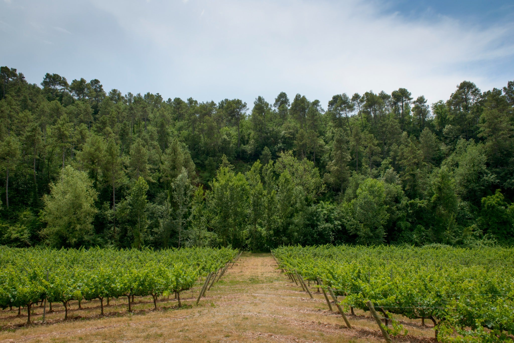 Image de les vinyes envoltades de bosc d'Abadal / Cedida