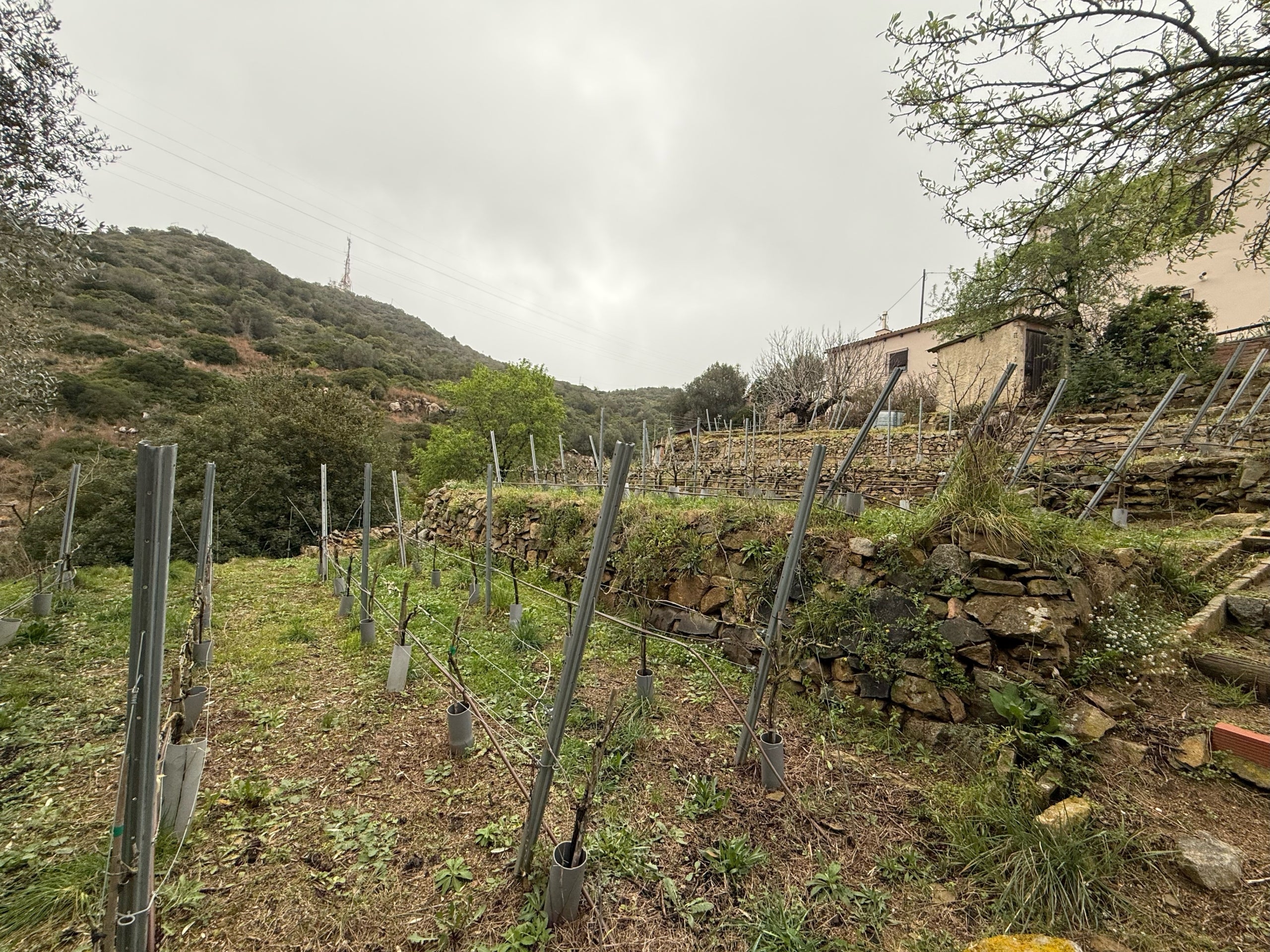 La vinya i els antics marges amb murs de pedra seca -Òscar Pallarès-