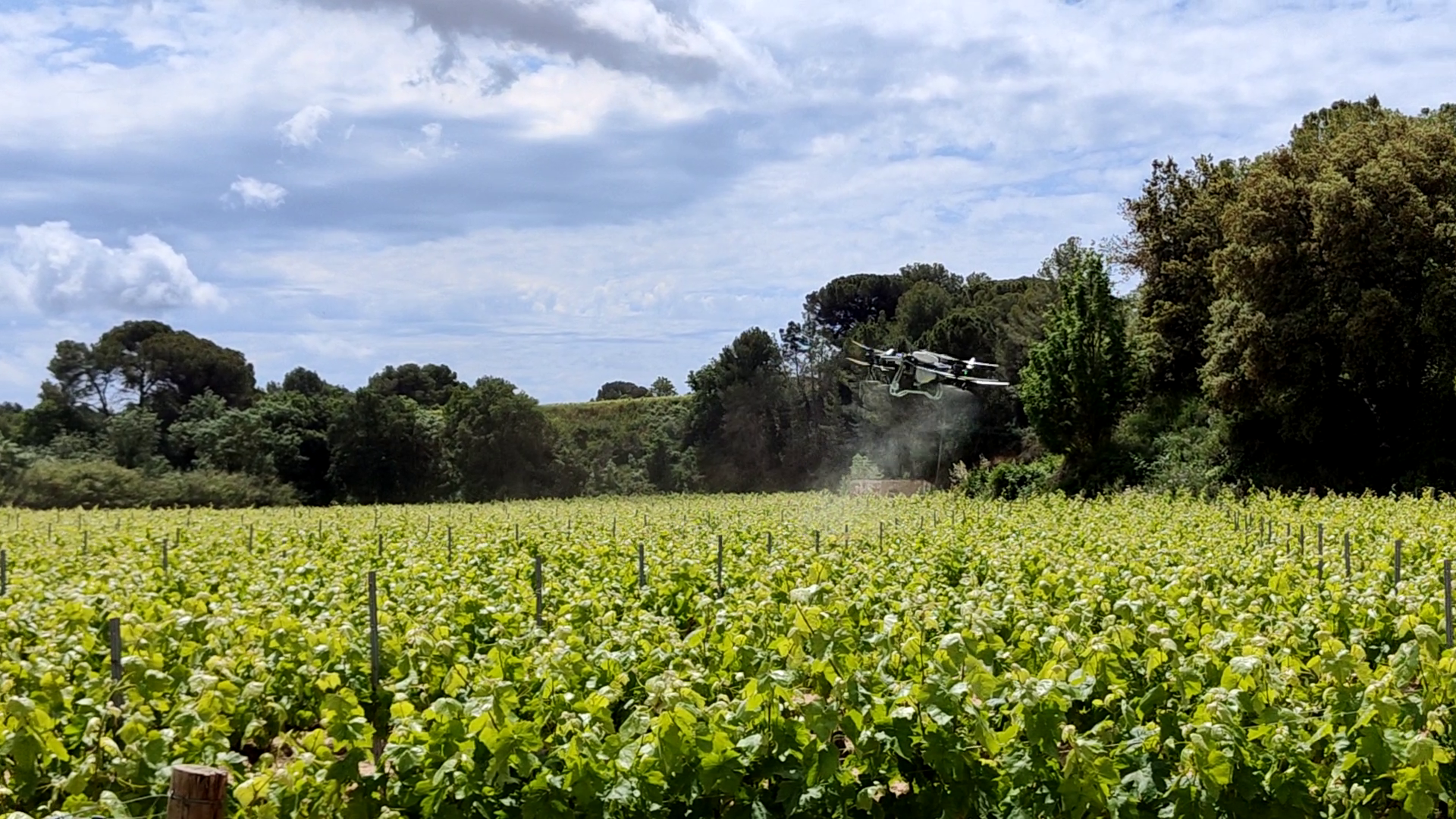 Prova pilot de l’empresa penedesenca Marrugat, l’ADV Font-rubí i l’empresa de control sostenible de plagues agrícola Suterra / Imatge cedida per Celler Parató