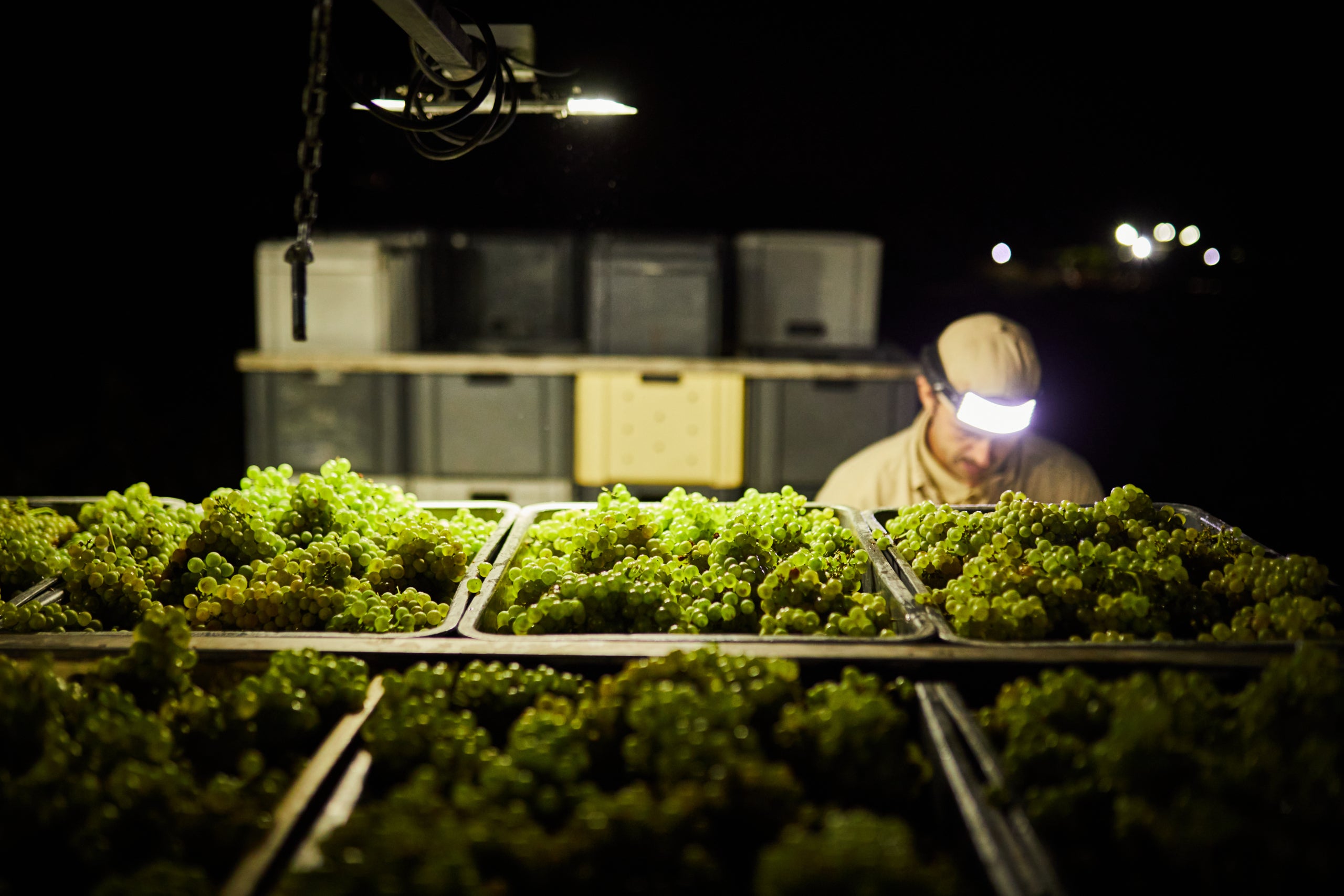 La verema més primerenca del Penedès ha començat a Gramona aquest 22 de juliol / Cedida / ACN