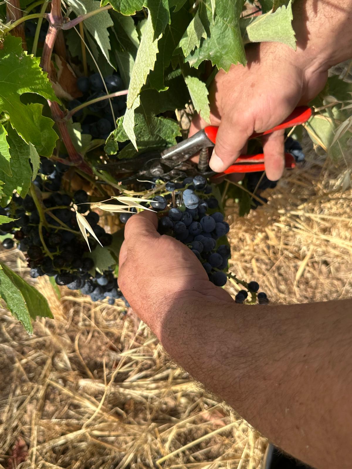 Verema 2026 al celler Mas Blanch i Jové / Cedida / ACN
