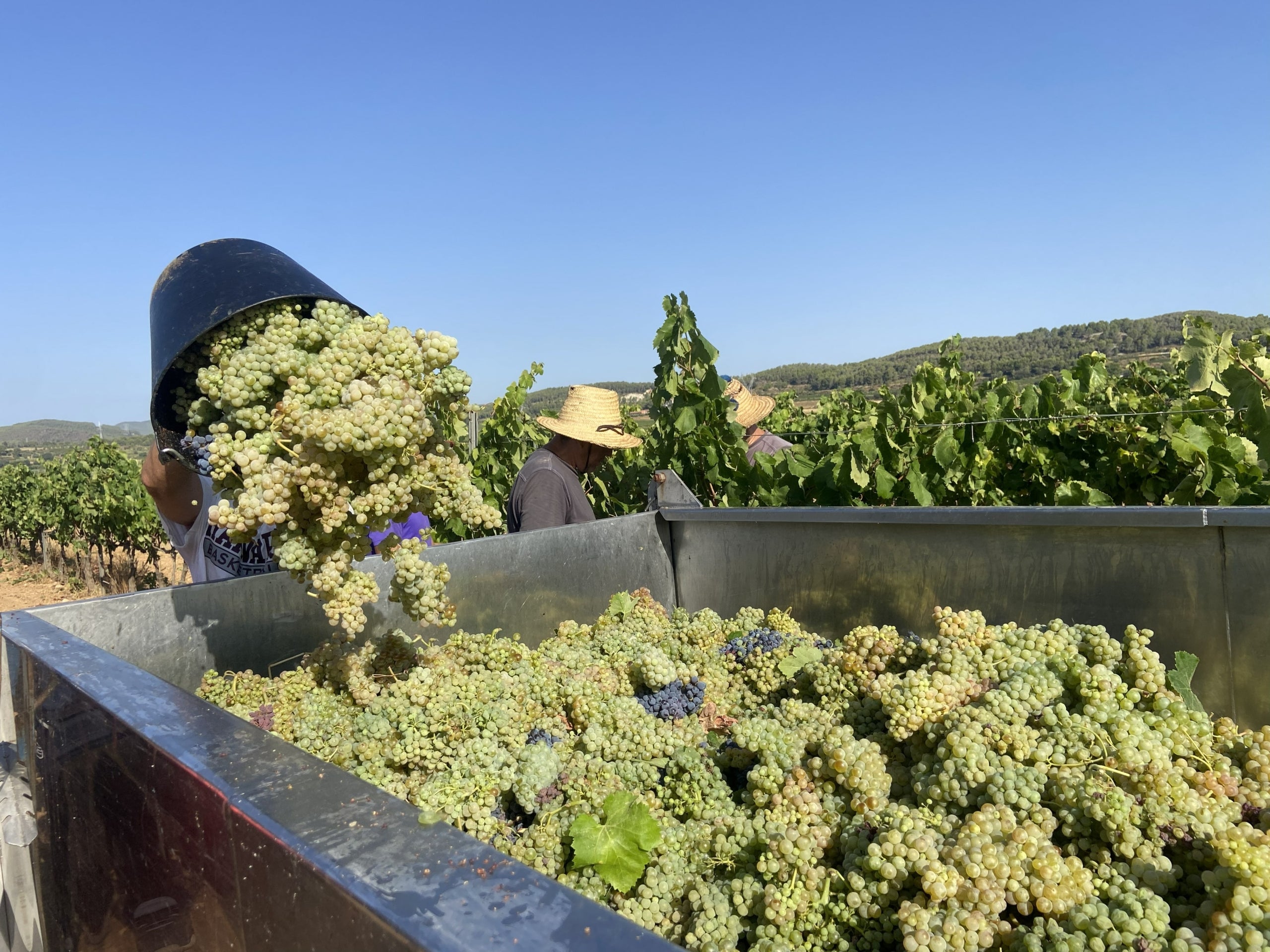 Verema al celler Loxarel aquest 2026 / Cedida