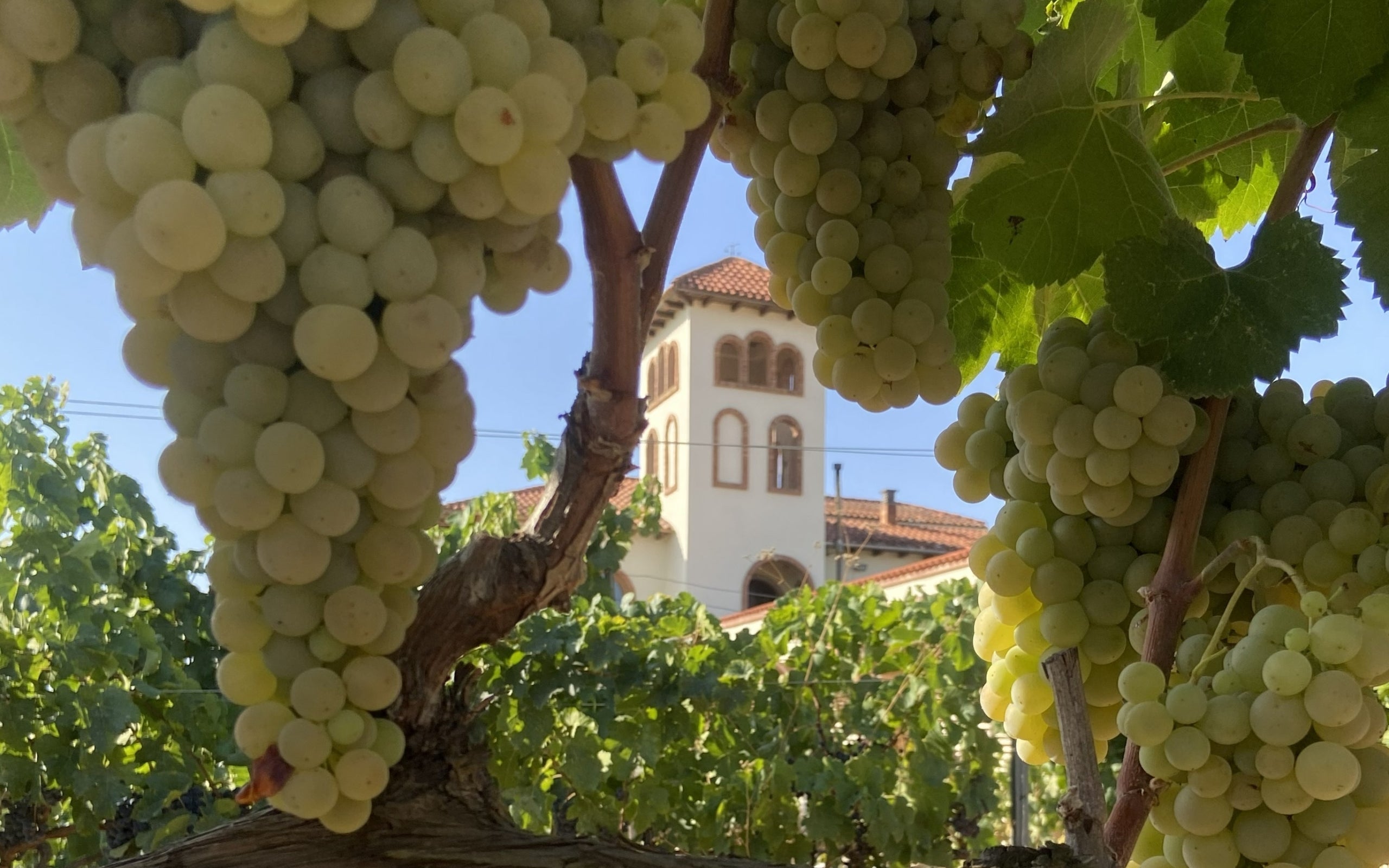 Verema al celler Loxarel aquest 2026 / Cedida