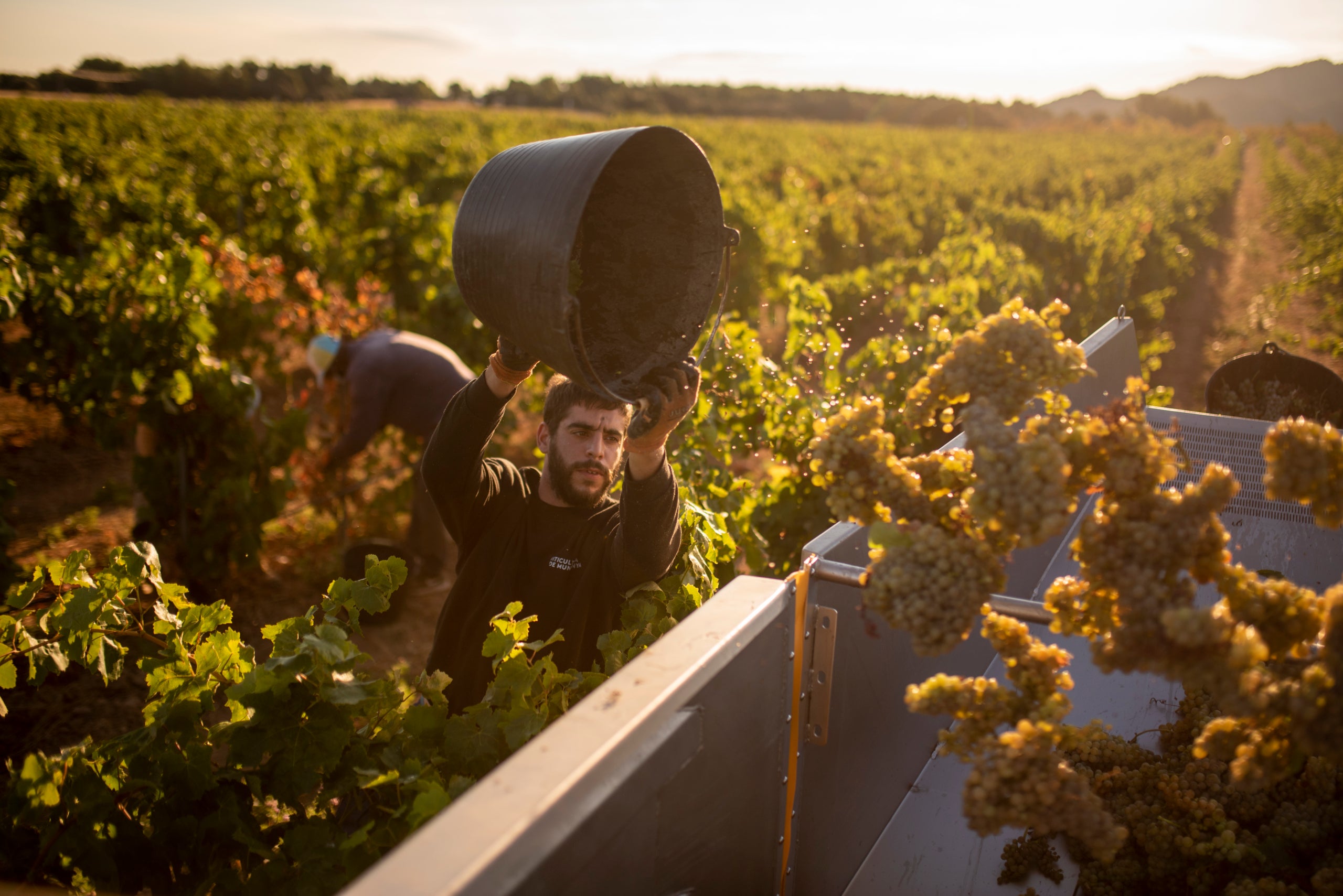 La verema a la Denominació d'Origen Costers del Segre / Cérvoles Celler / Cedida