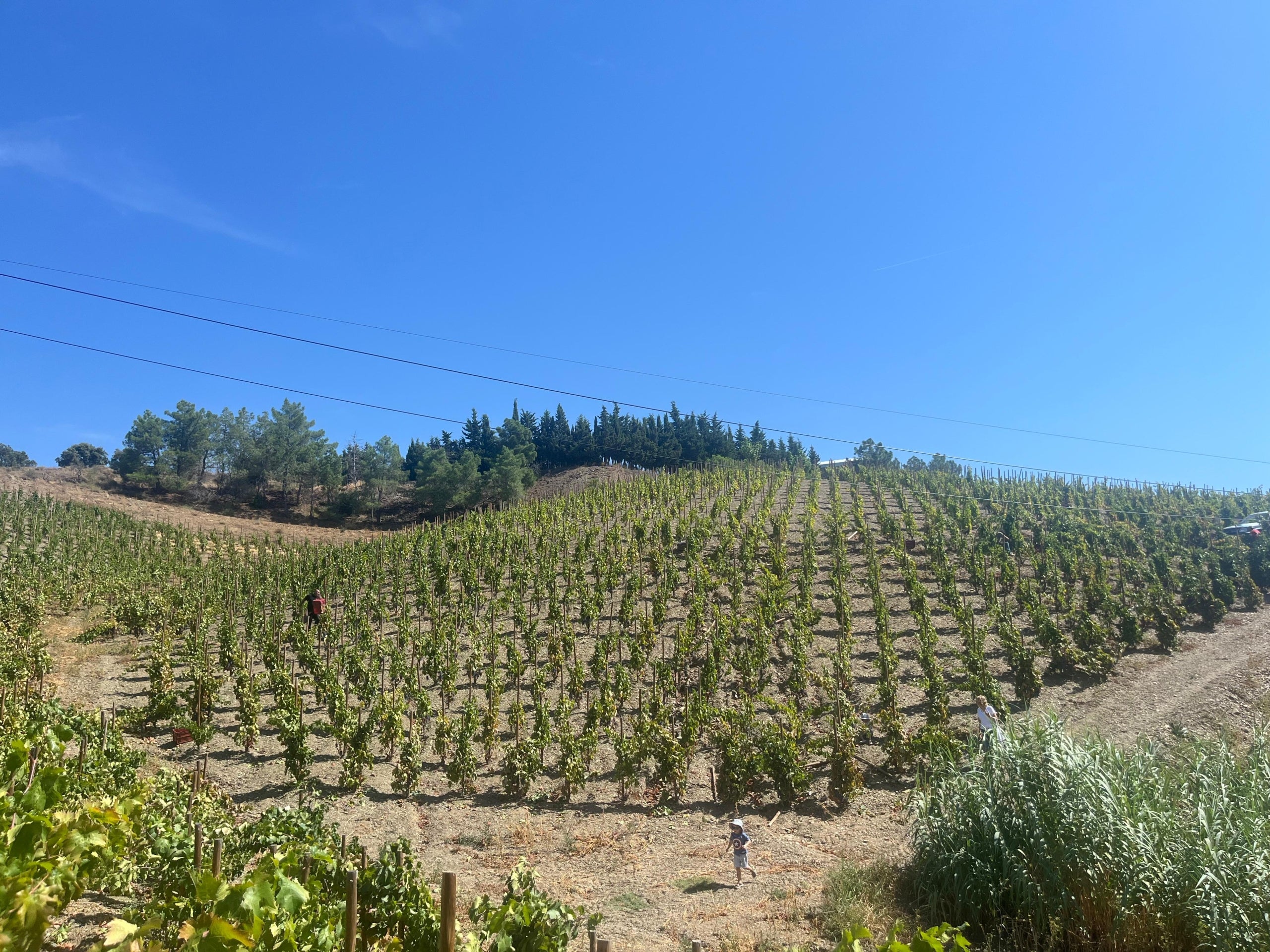 Bancals i terrasses de vinyes del celler Terres de Vidalba de Poboleda, DOQ Priorat. / Cedida