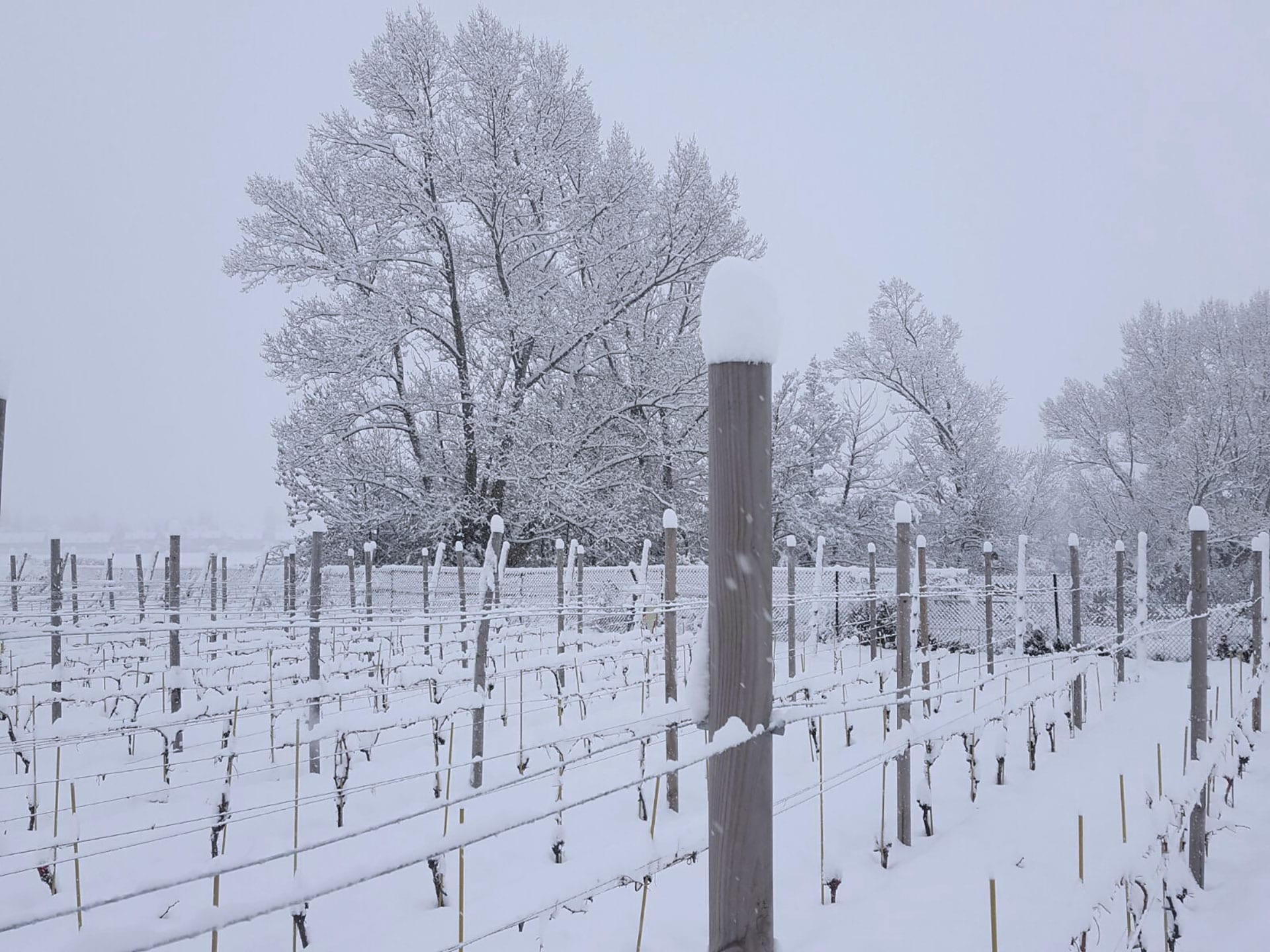 Vinyes nevades del celler Llivins de Llívia. / Cedida